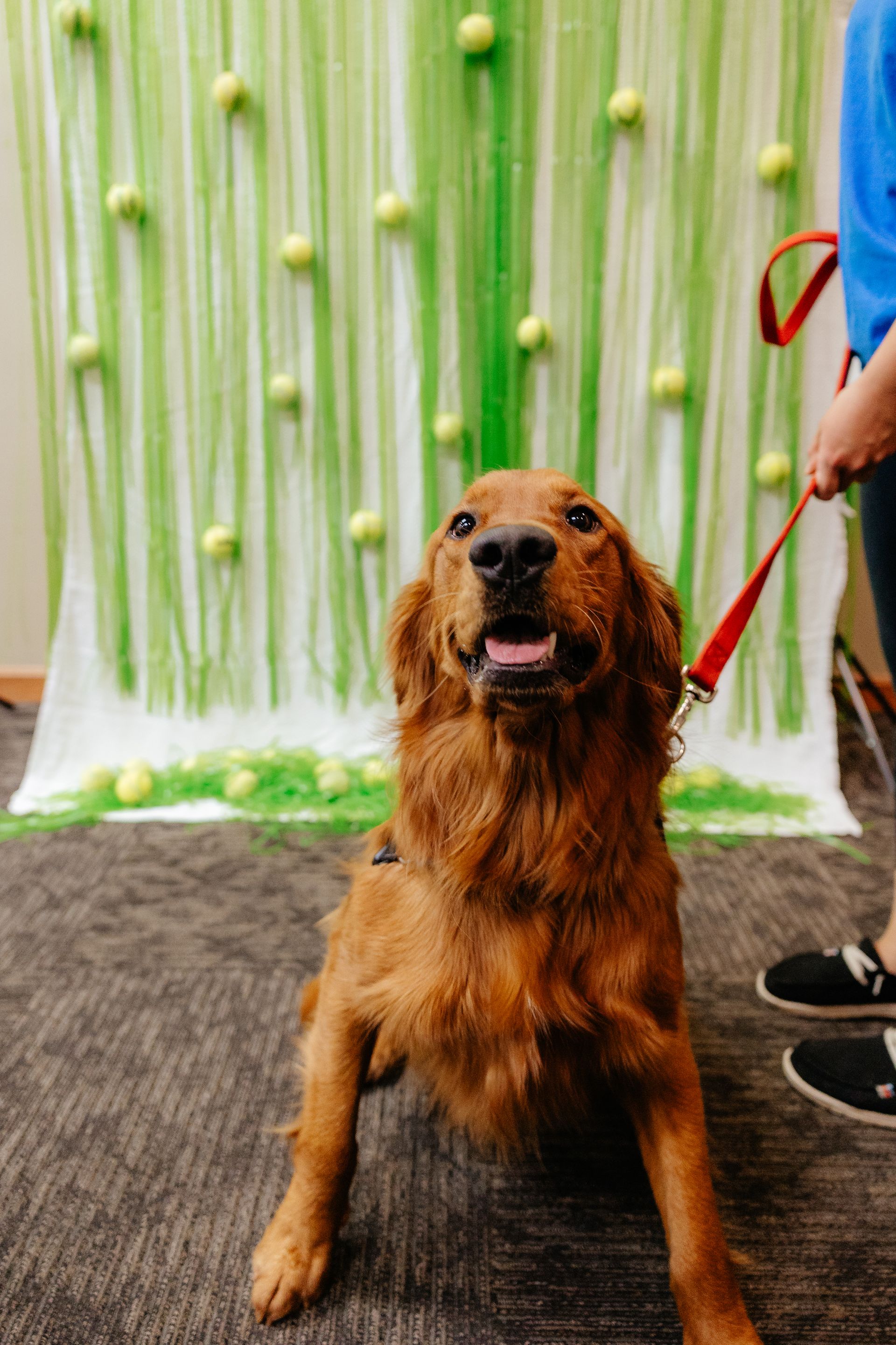 Golden retriever dog sits and smiles in front of a green backdrop with tennis balls. Dog is on a red leash.