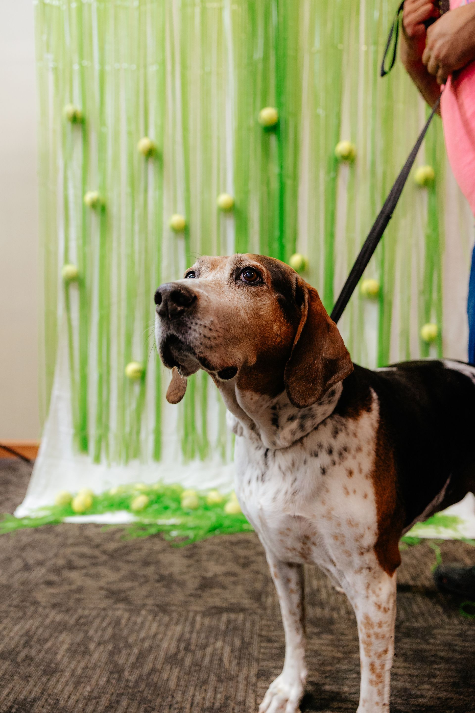 A dog with brown and white markings stands on a leash, looking up. A green and white backdrop with tennis balls is behind it.