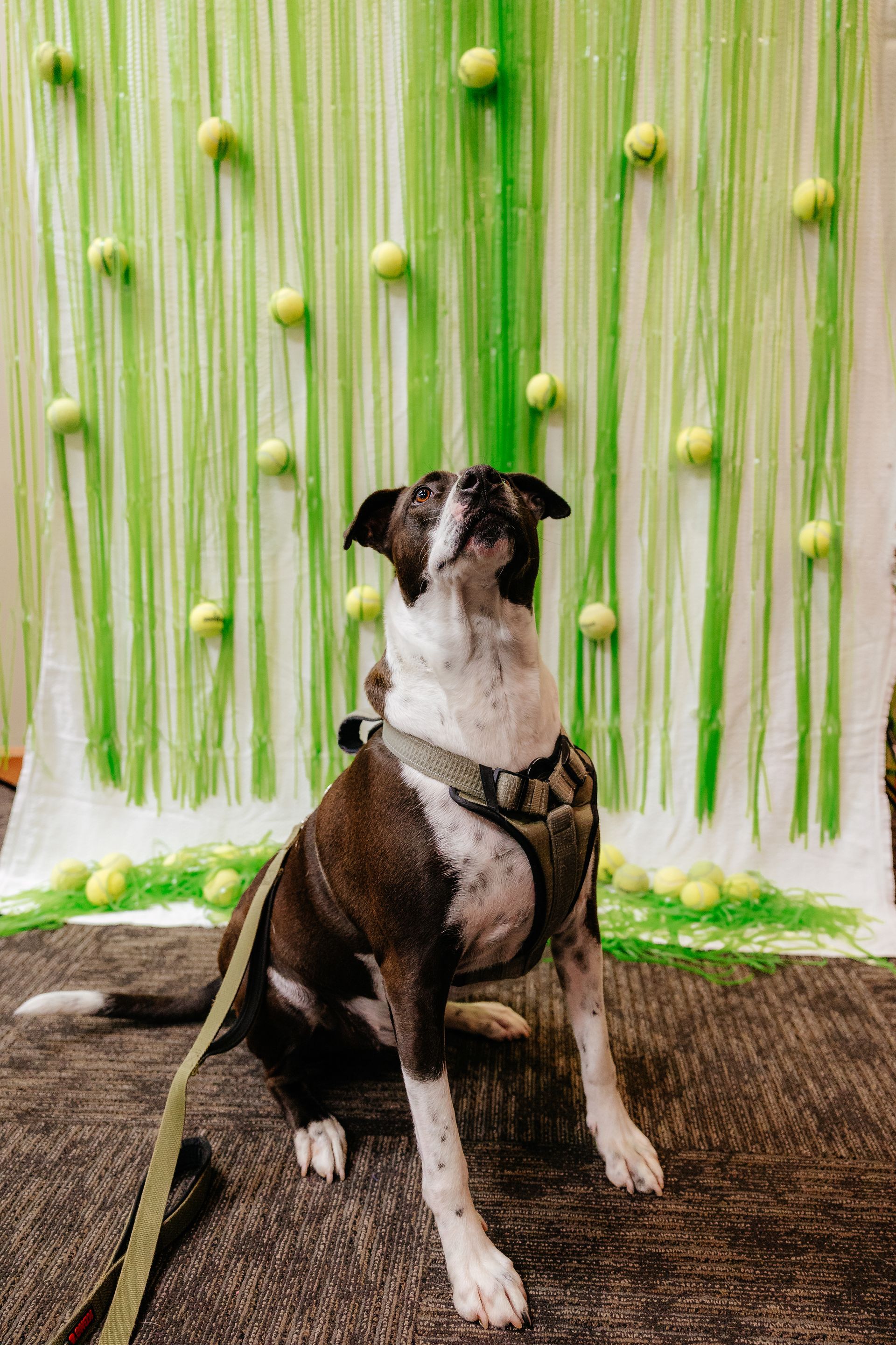 Dog with a white and brown coat sits on a rug in front of a backdrop of green strings and tennis balls, looking upwards.
