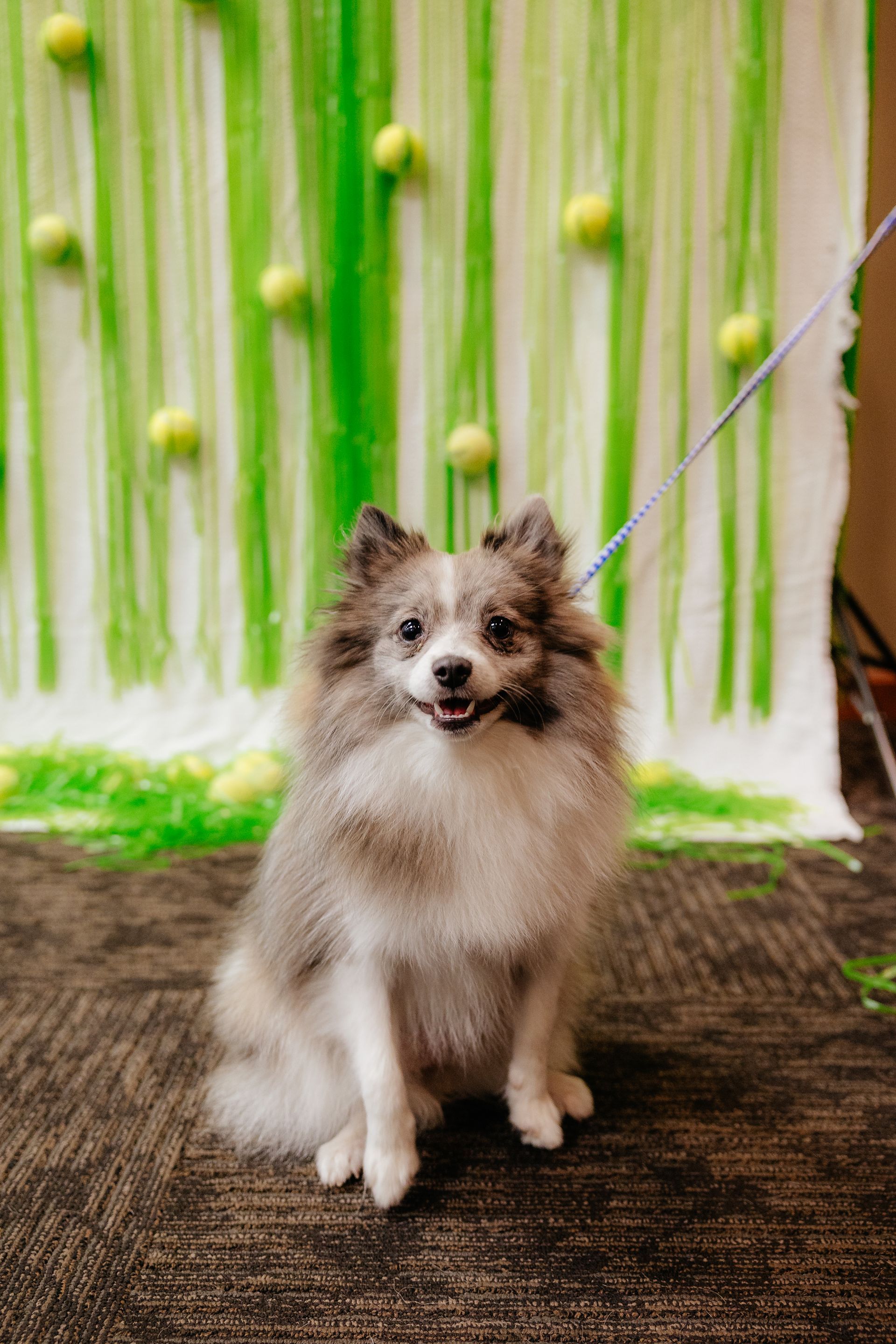 A fluffy, gray and white dog sits smiling in front of a green backdrop with tennis balls.