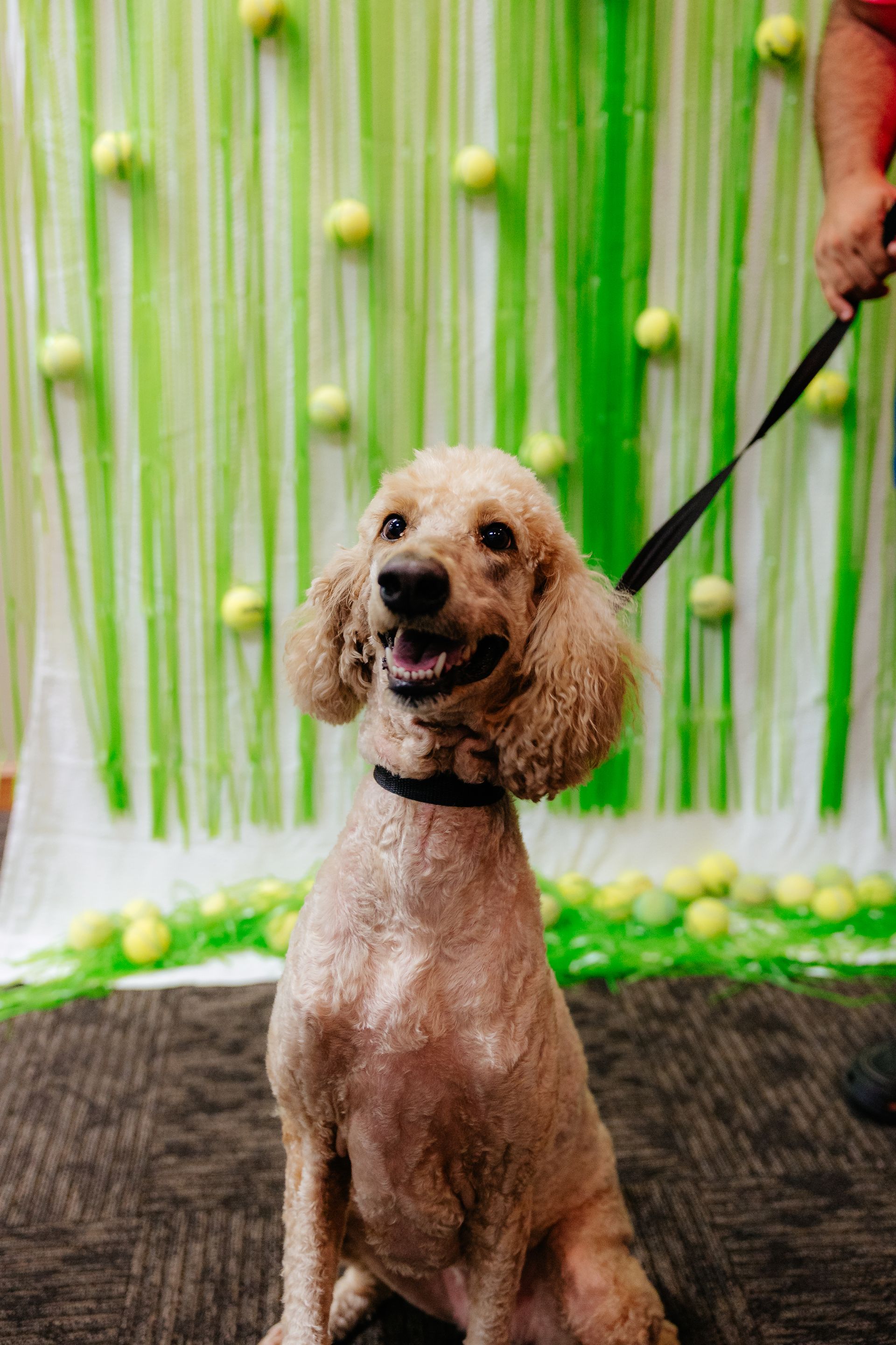 Smiling tan poodle on a black leash, posing in front of a green streamer and tennis ball backdrop.