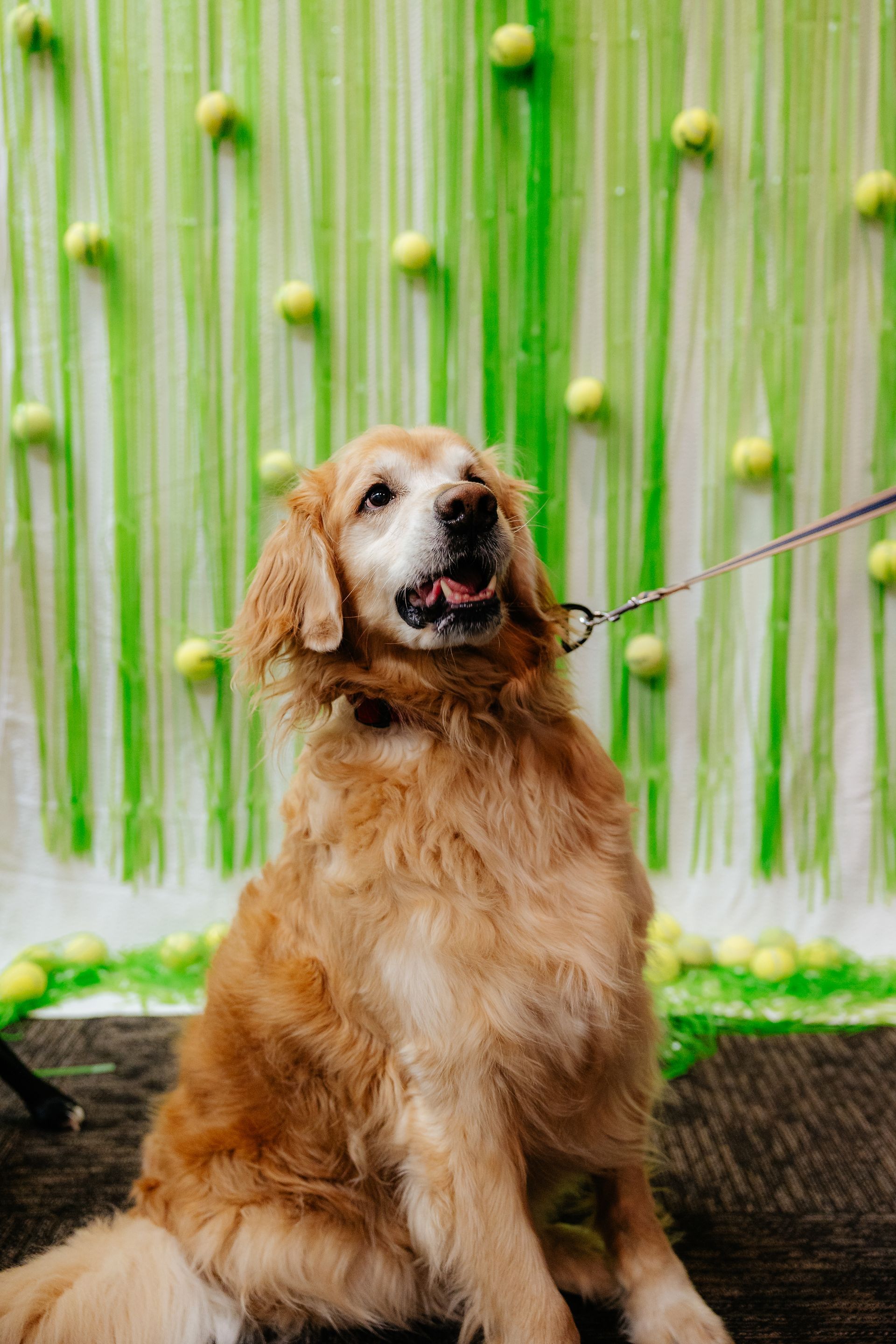 Golden retriever sits with a leash, looking upward with its mouth open. It's in front of a green backdrop with hanging strands and tennis balls.
