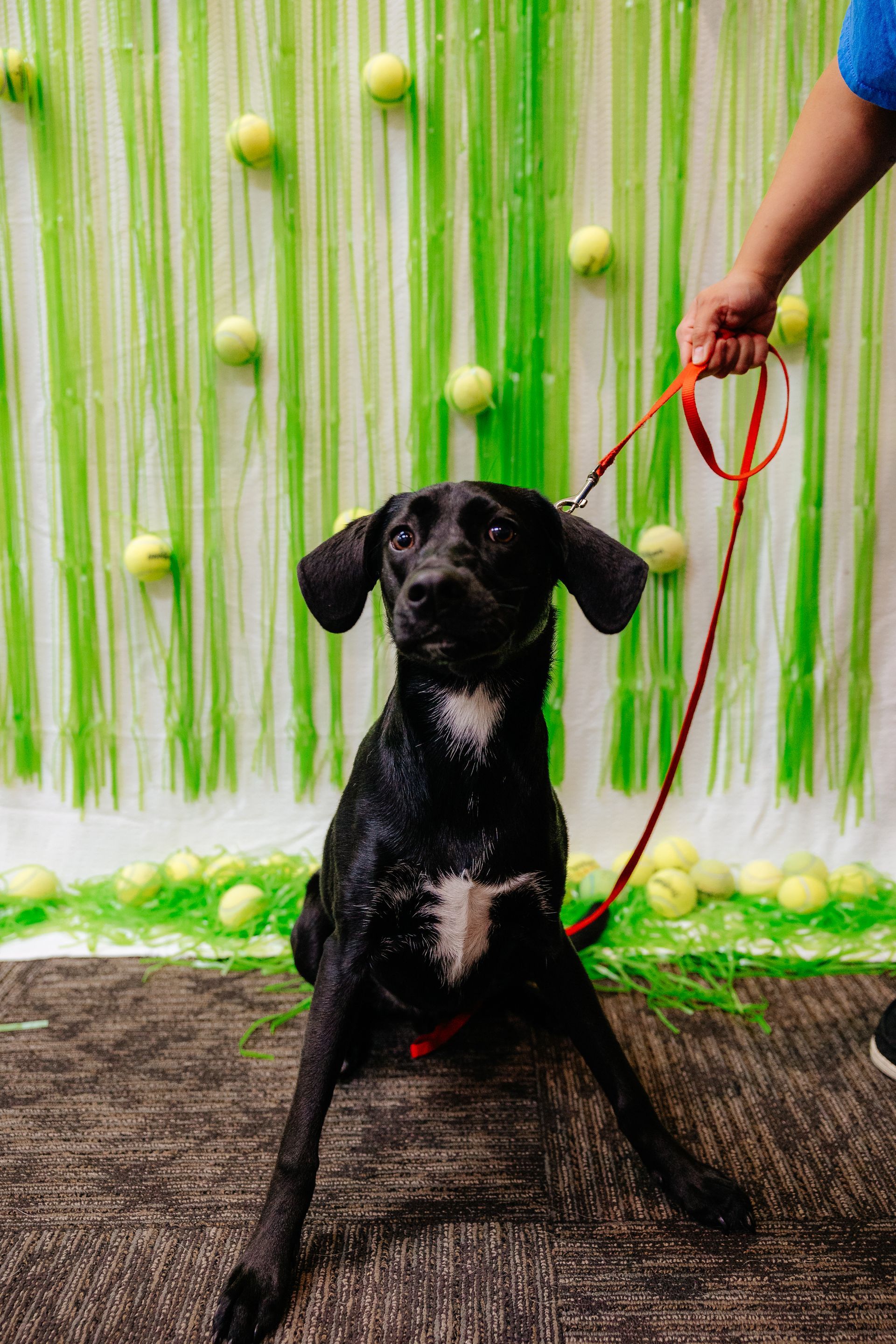 Black dog with white chest sits on a floor with green backdrop and tennis balls. A person holds the dog's orange leash.