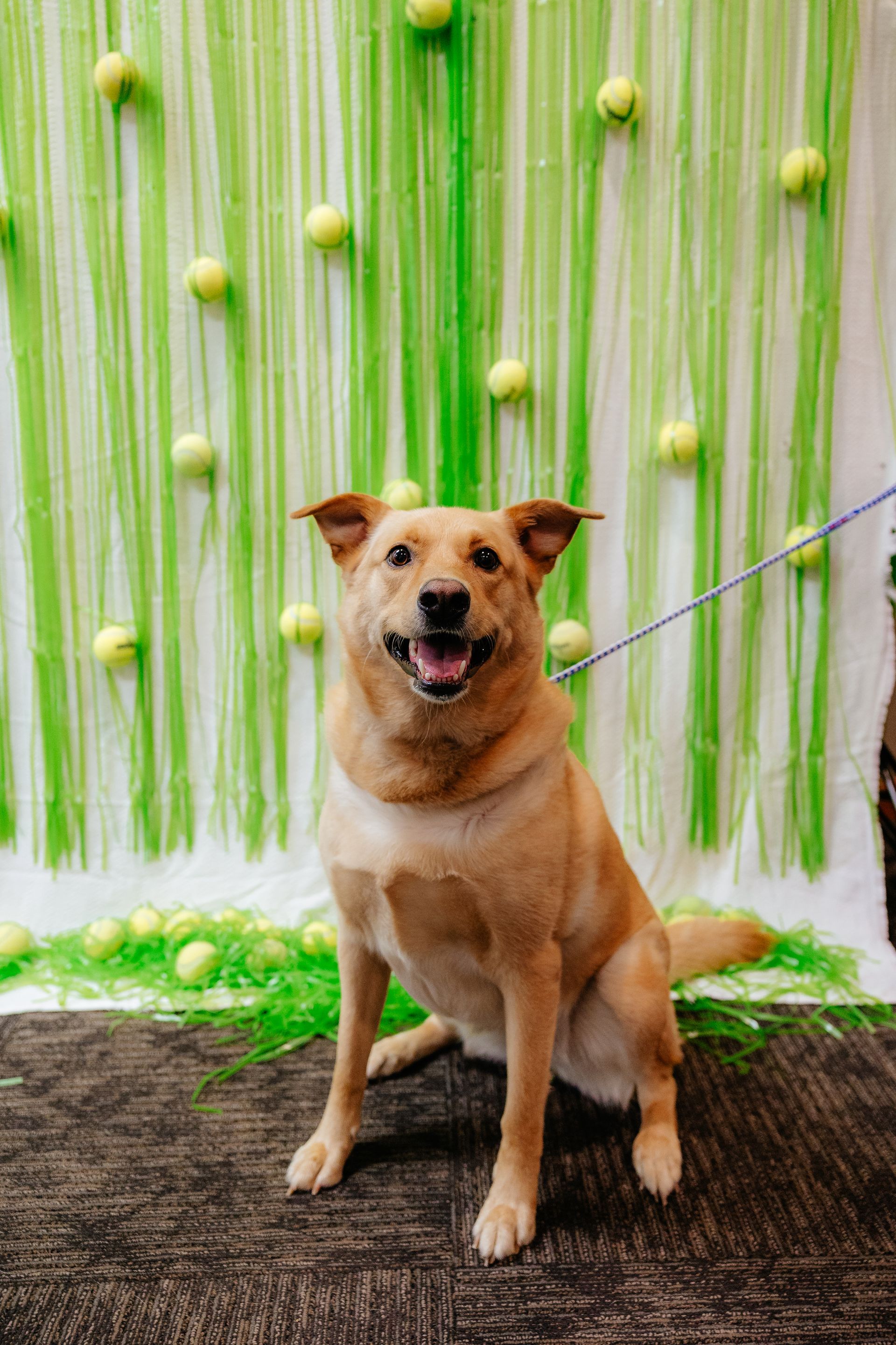 Golden retriever dog sits in front of a green backdrop with tennis balls. The dog has a happy expression and is on a leash.