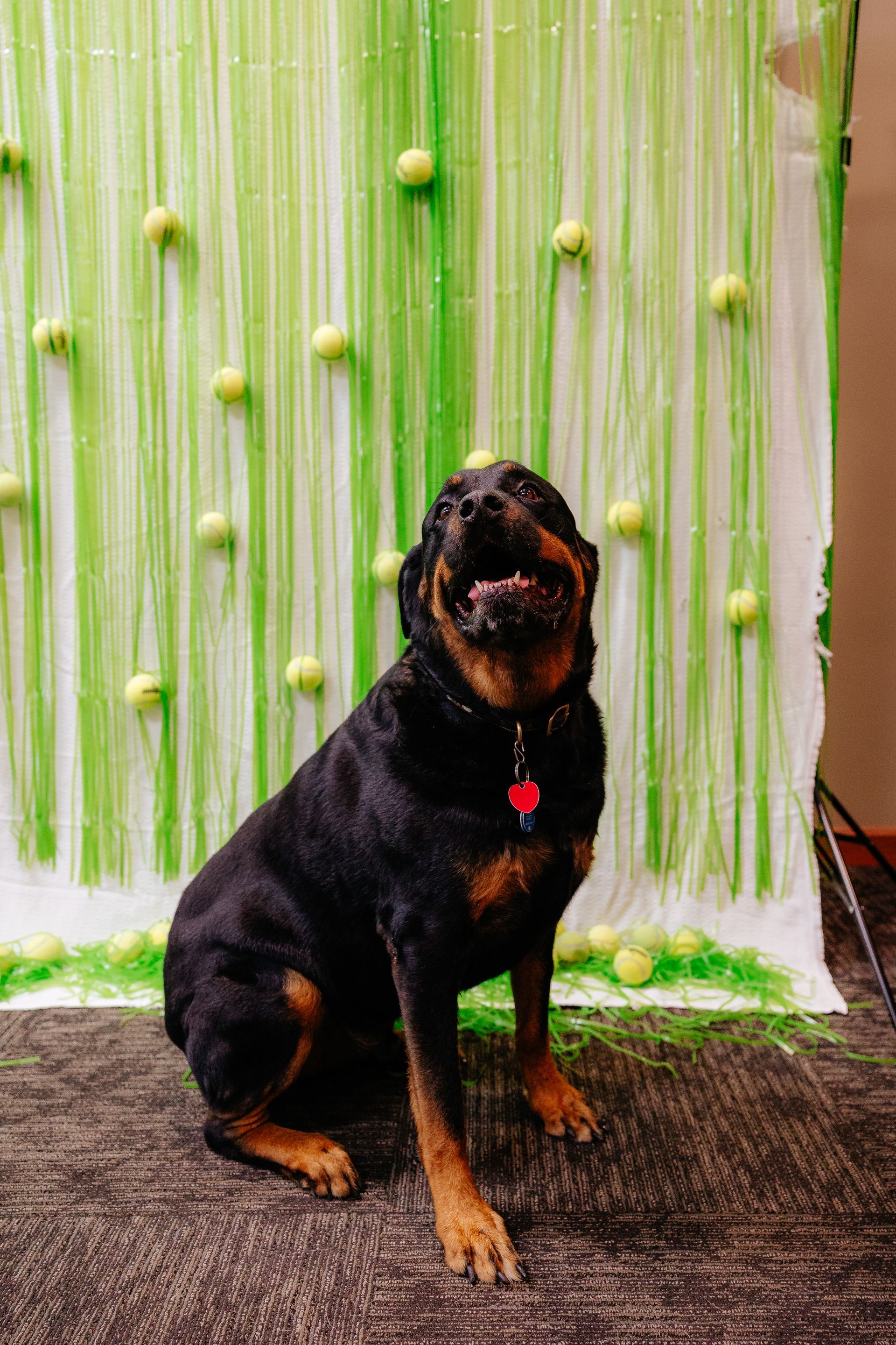 Rottweiler dog sitting and howling in front of a green backdrop decorated with tennis balls. The dog is black and brown with a red collar.