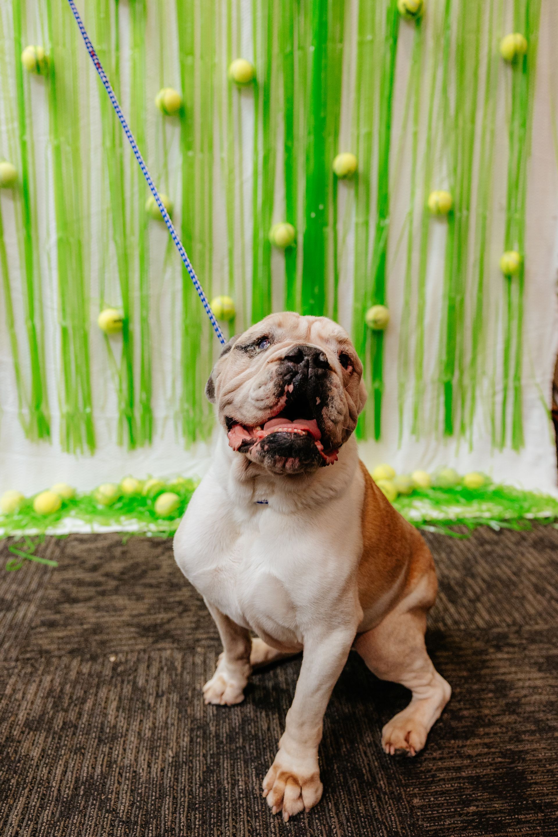 Bulldog sits on a dark rug, wearing a leash. A green and white backdrop with tennis balls behind it.