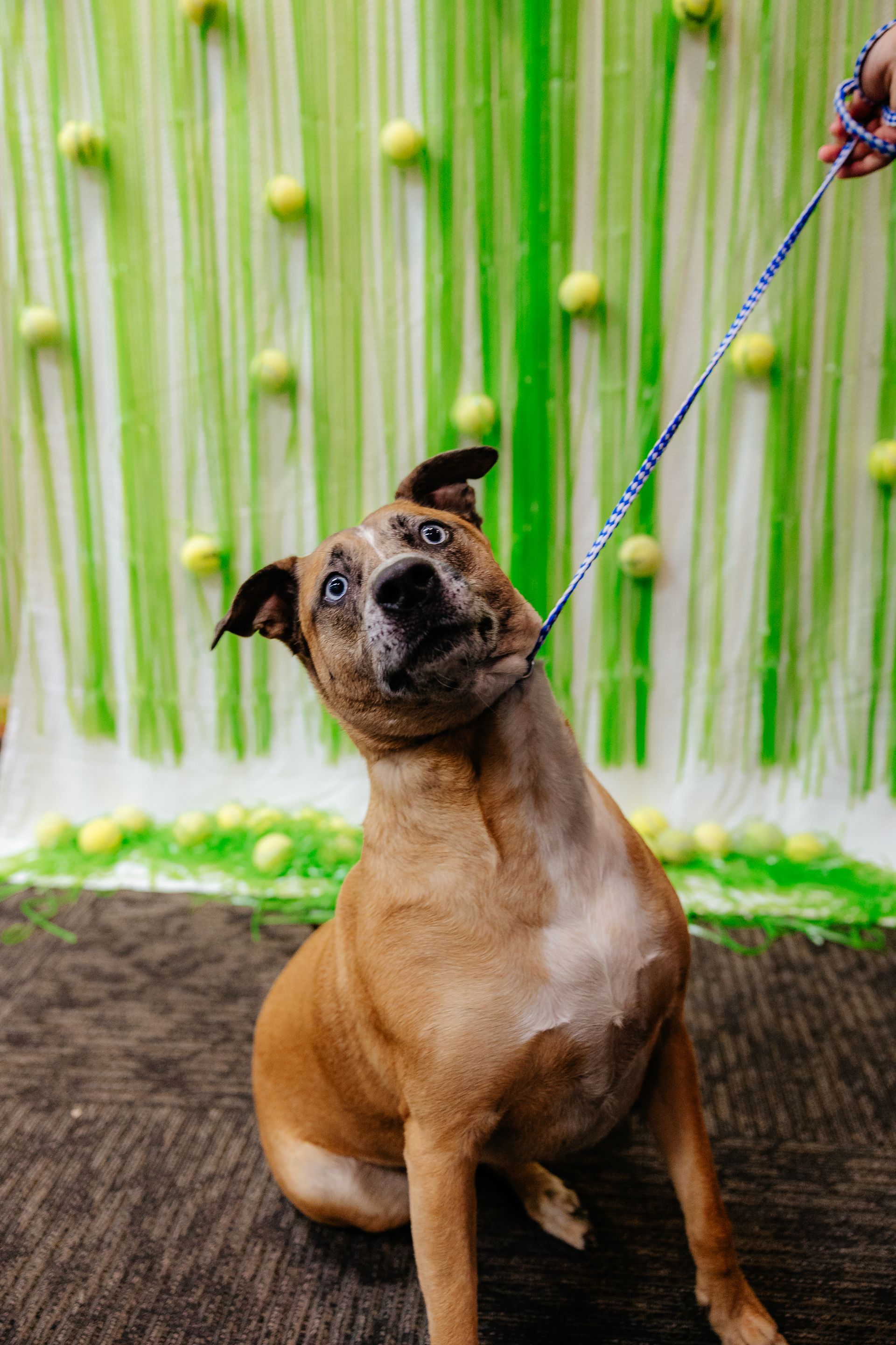 Brown dog with a surprised expression, sitting in front of a green backdrop decorated with tennis balls, held on a leash.