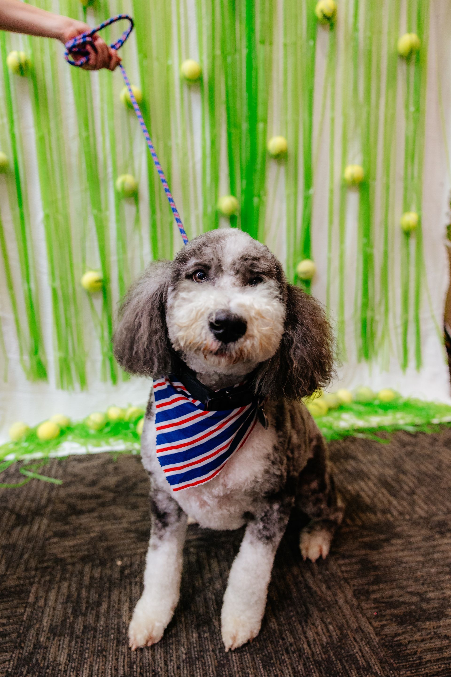 Dog with a bandana, on a leash, in front of a green backdrop with tennis balls.