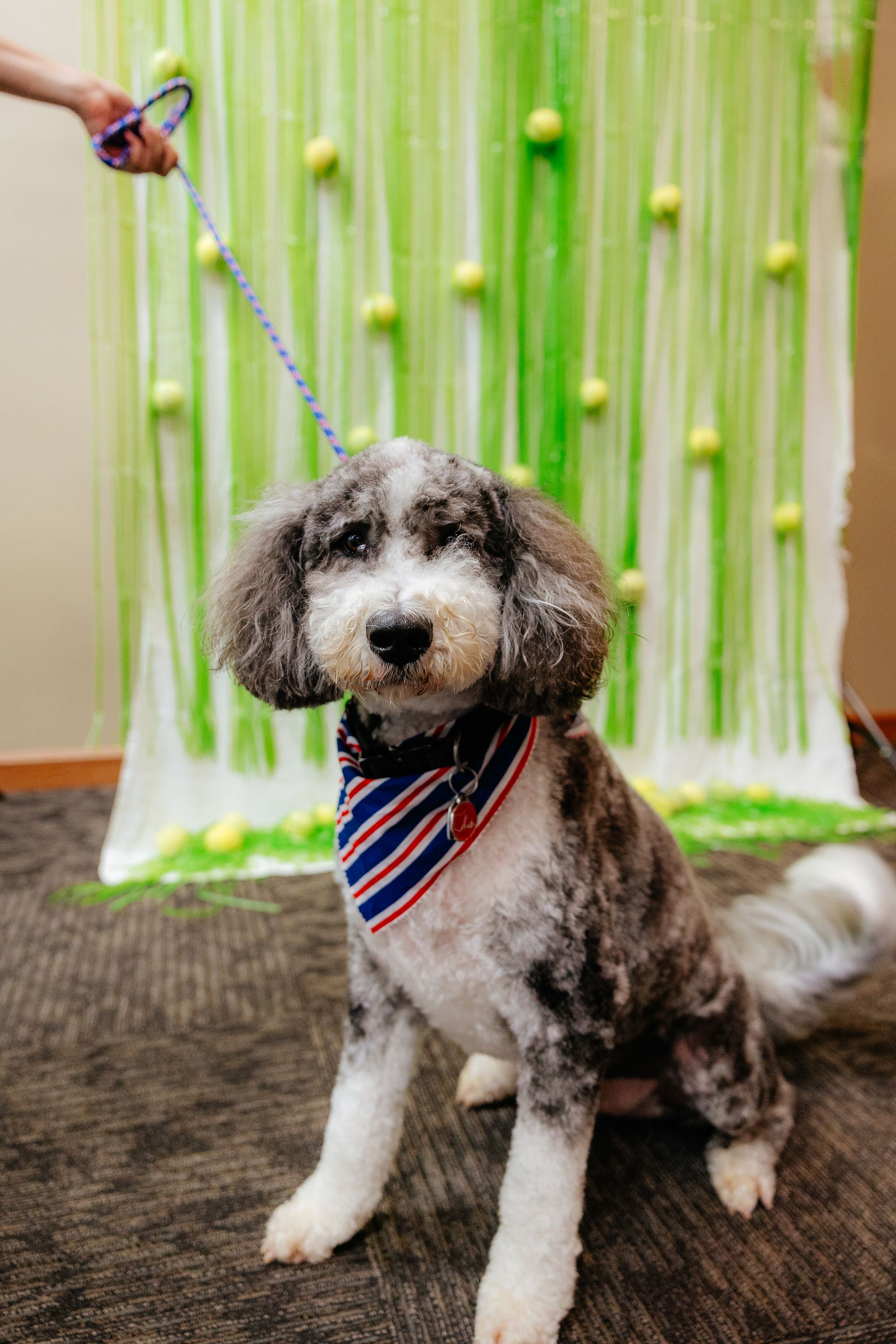 Dog with gray and white fur sits, wearing a red, white, and blue bandana. Leash held by a hand, with a green backdrop of strands and tennis balls.