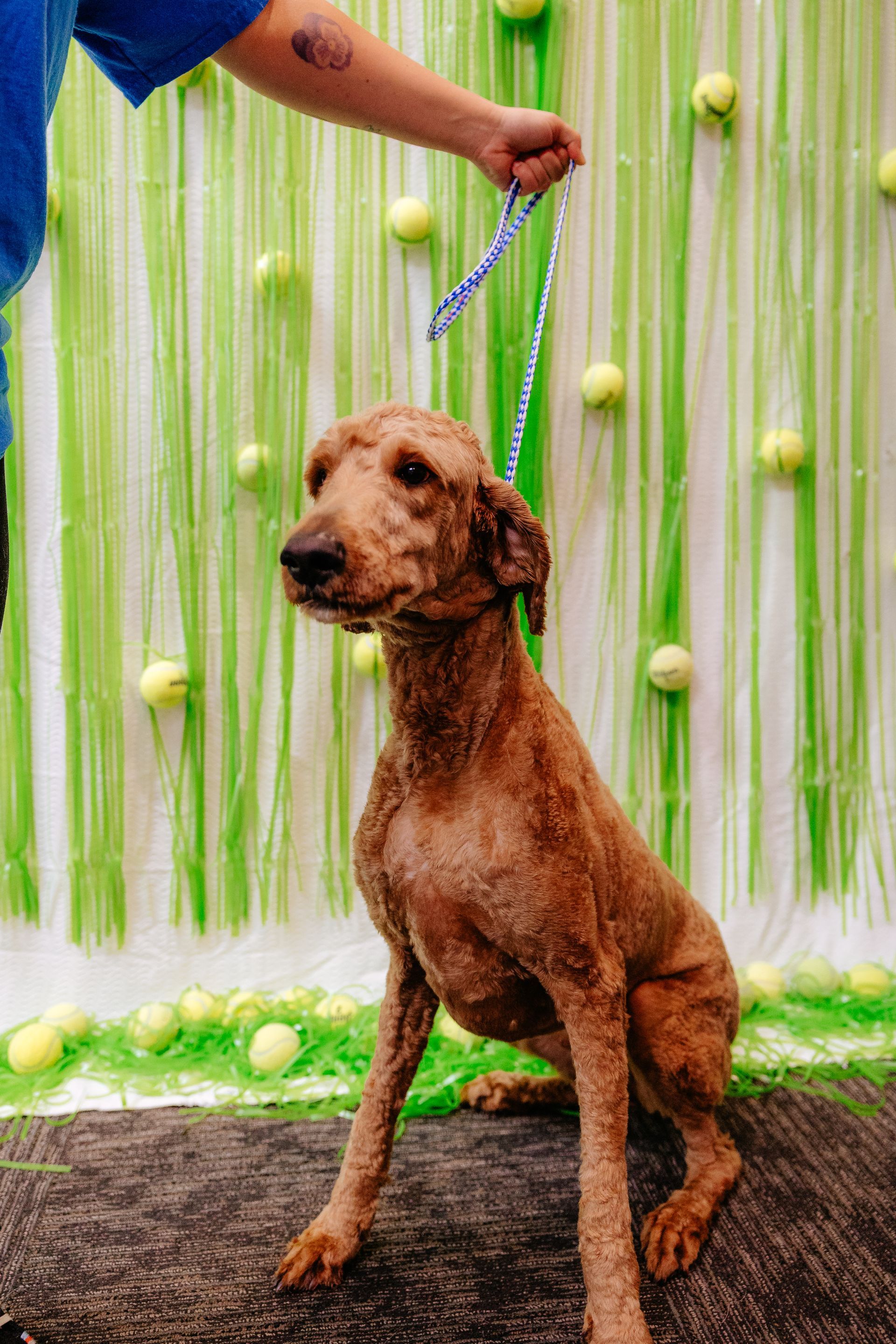 A brown dog with a fresh haircut sits in front of a green background with tennis balls. A person holds its leash.