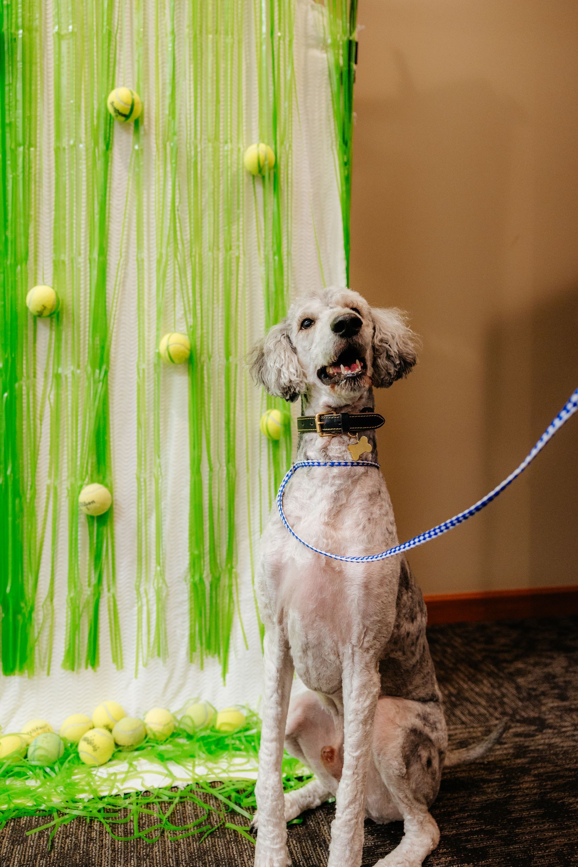 A gray and white poodle sits alertly in front of a green and white backdrop with tennis balls. The dog is on a blue leash and collar, with its mouth open.