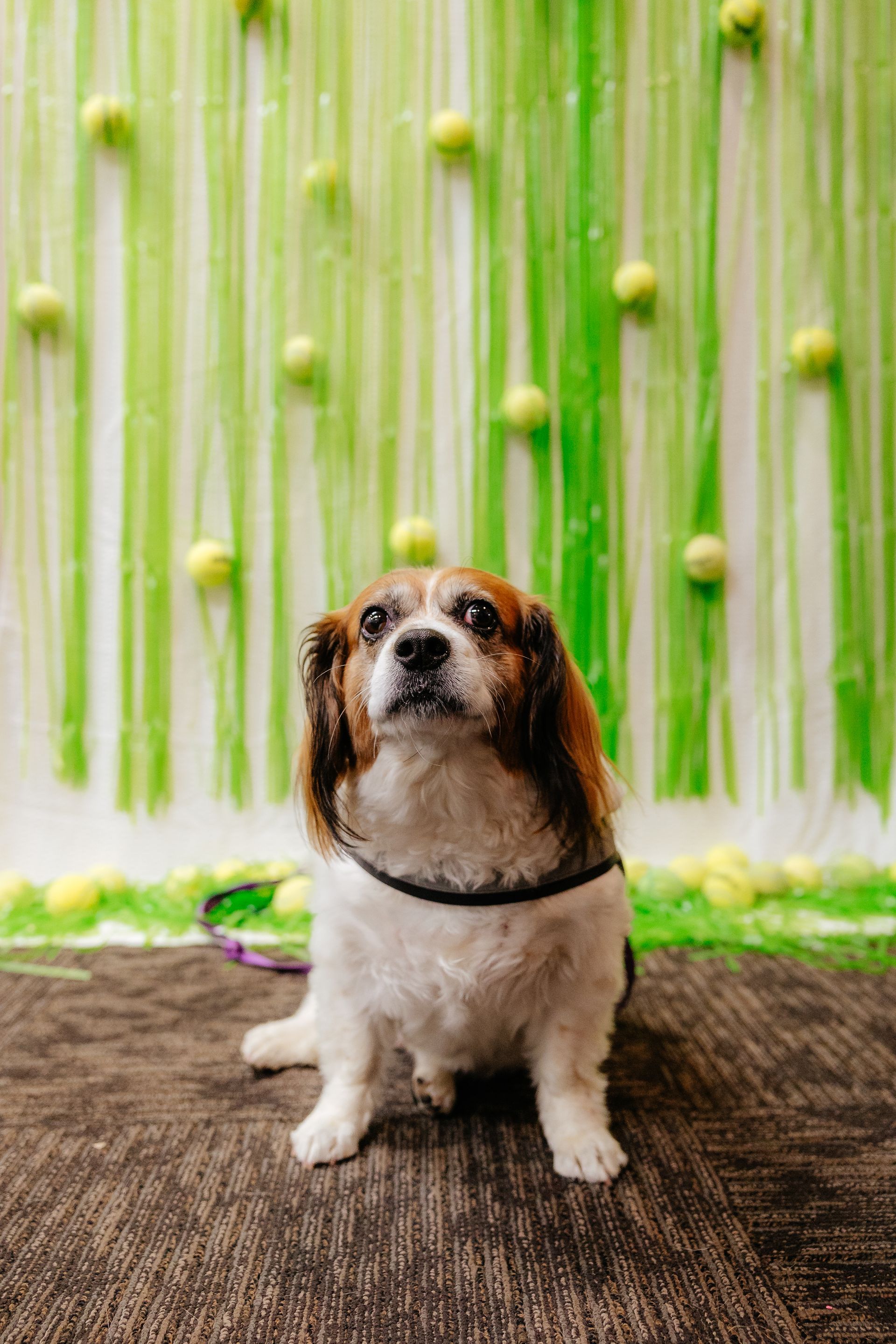 A small dog with brown and white fur sits in front of a green and yellow backdrop with tennis balls. The dog looks upward.
