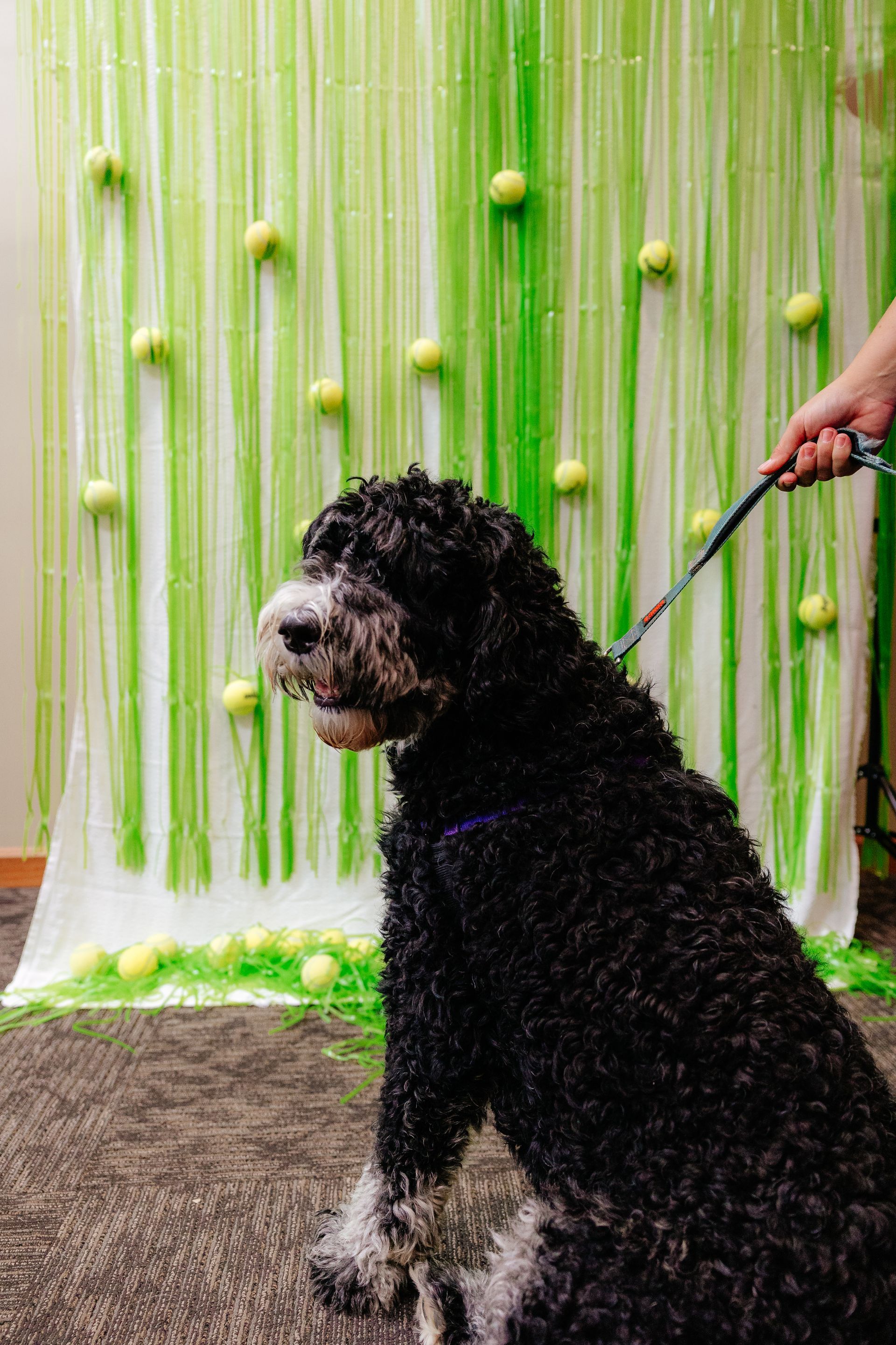 Black dog on a leash in front of a backdrop of green streamers and tennis balls. The dog is looking to the side.