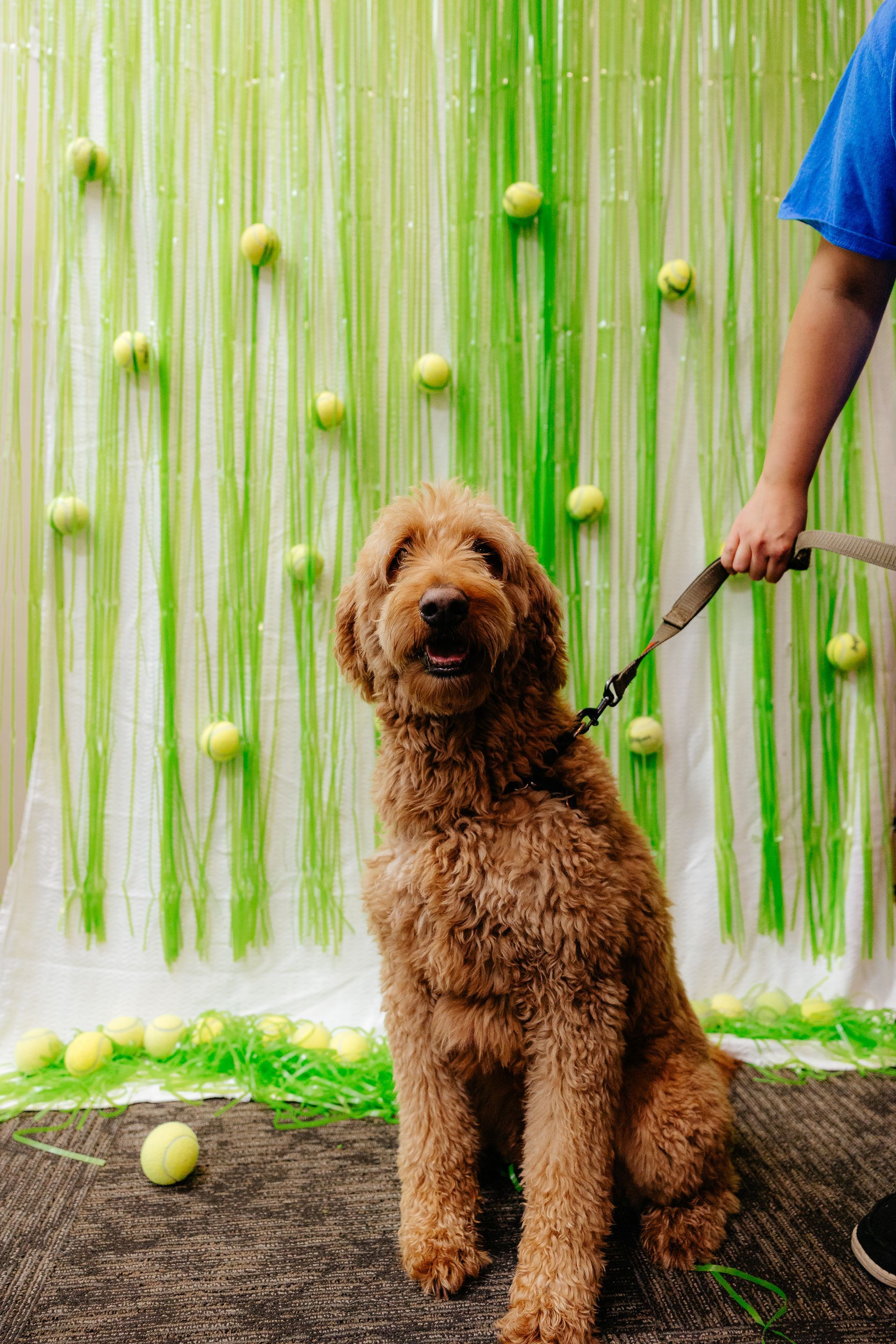 A brown Goldendoodle sits on a dark surface, held by a leash. Behind the dog is a green and white backdrop with tennis balls.