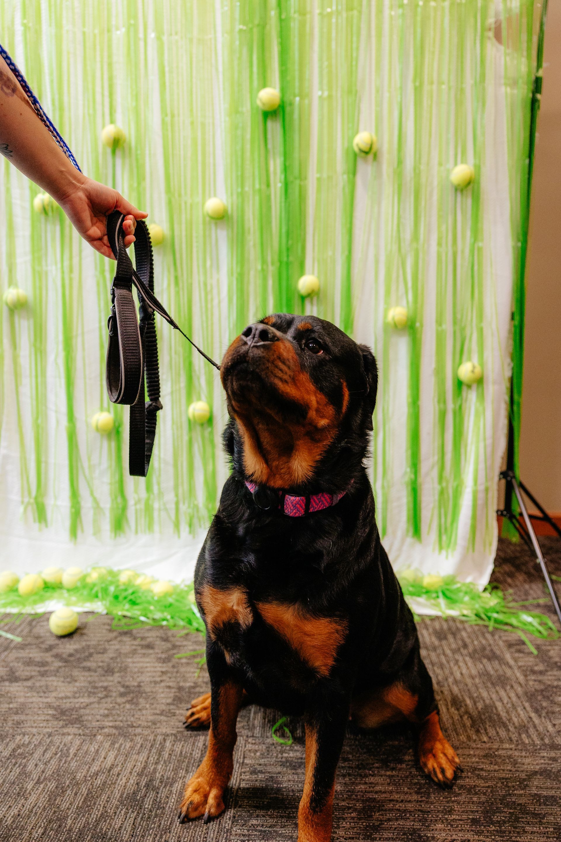 A Rottweiler sits and looks up, awaiting a leash from a person, with a green backdrop and tennis balls.