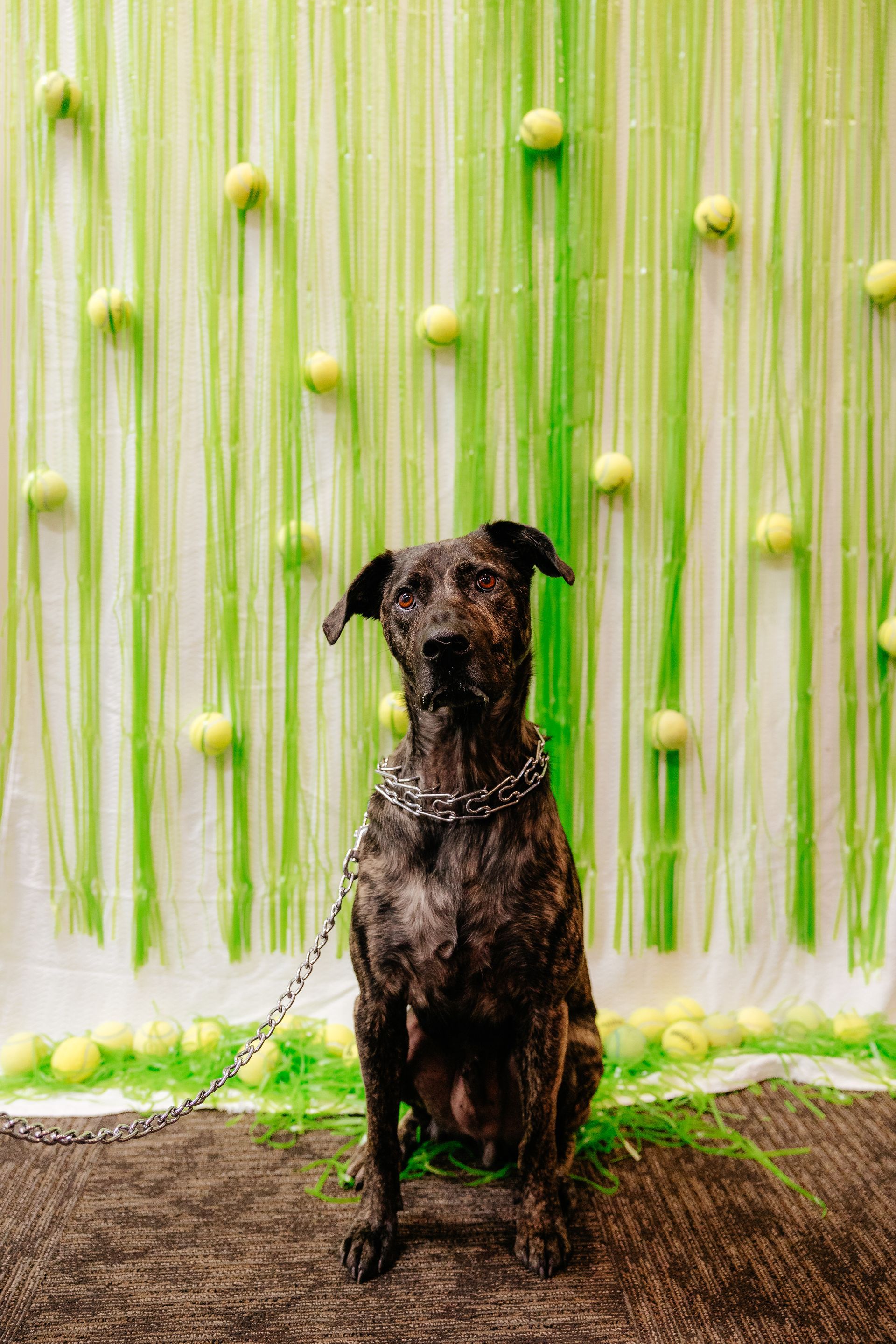 Brindle dog sits on a gray surface, chained. Green and white backdrop with tennis balls.
