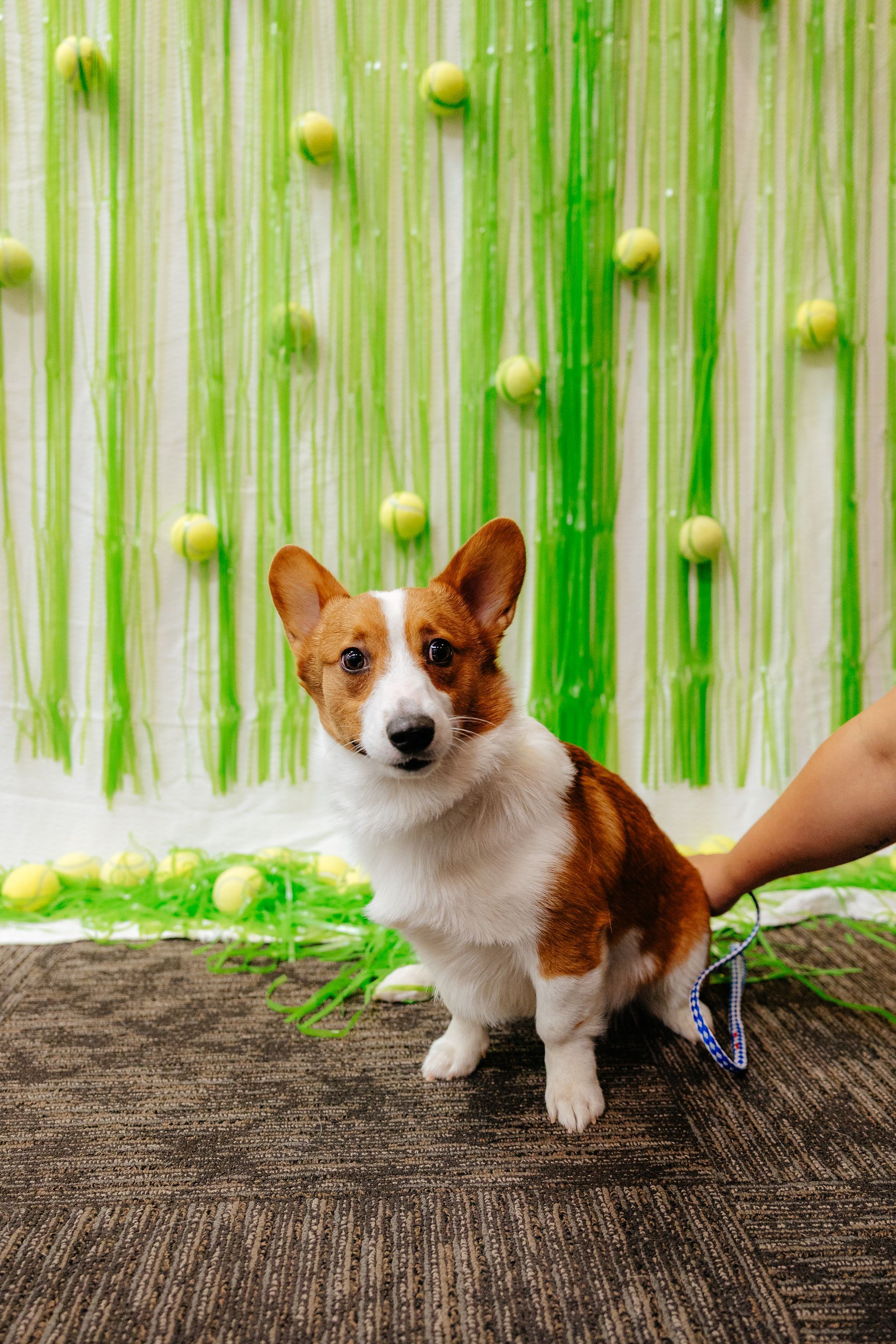 A corgi sits in front of a green backdrop with tennis balls. The dog has brown and white fur and looks at the camera.