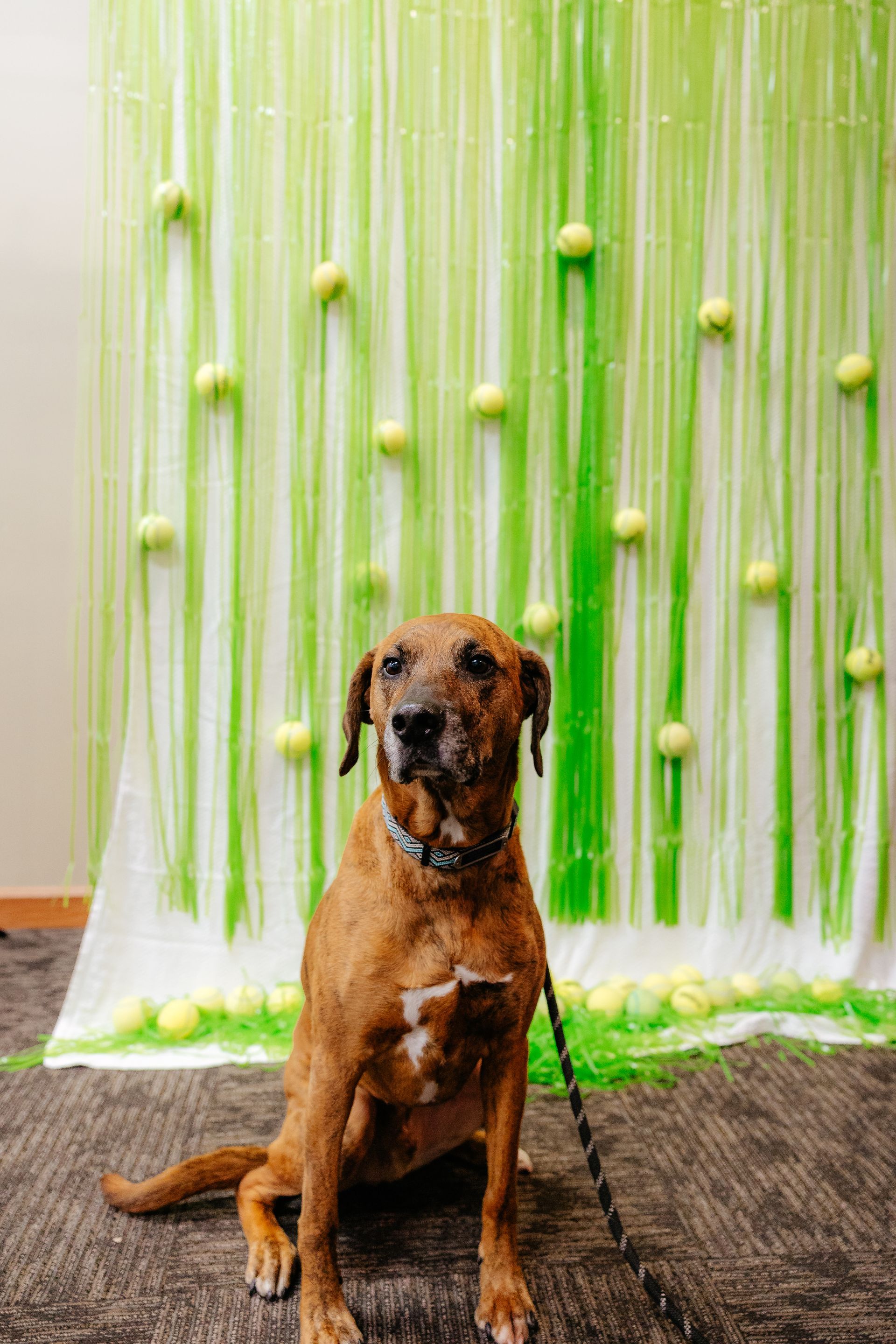 Brown dog with white chest markings sits in front of a green curtain decorated with tennis balls. The dog is on a leash, indoors.