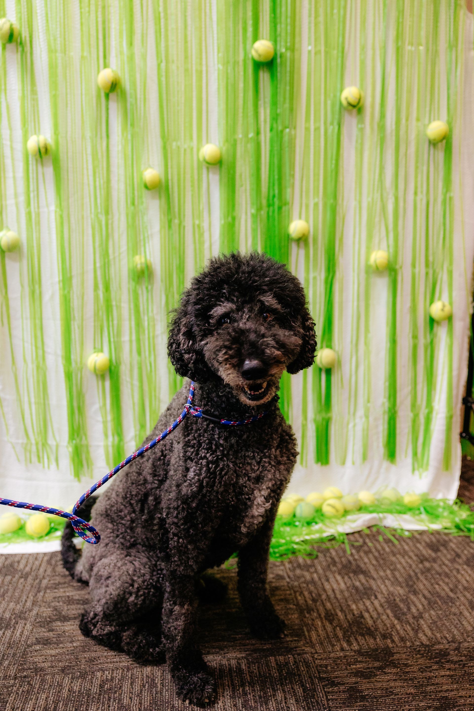 Black poodle sitting in front of a backdrop decorated with green streamers and tennis balls. Dog is on a leash and smiling.