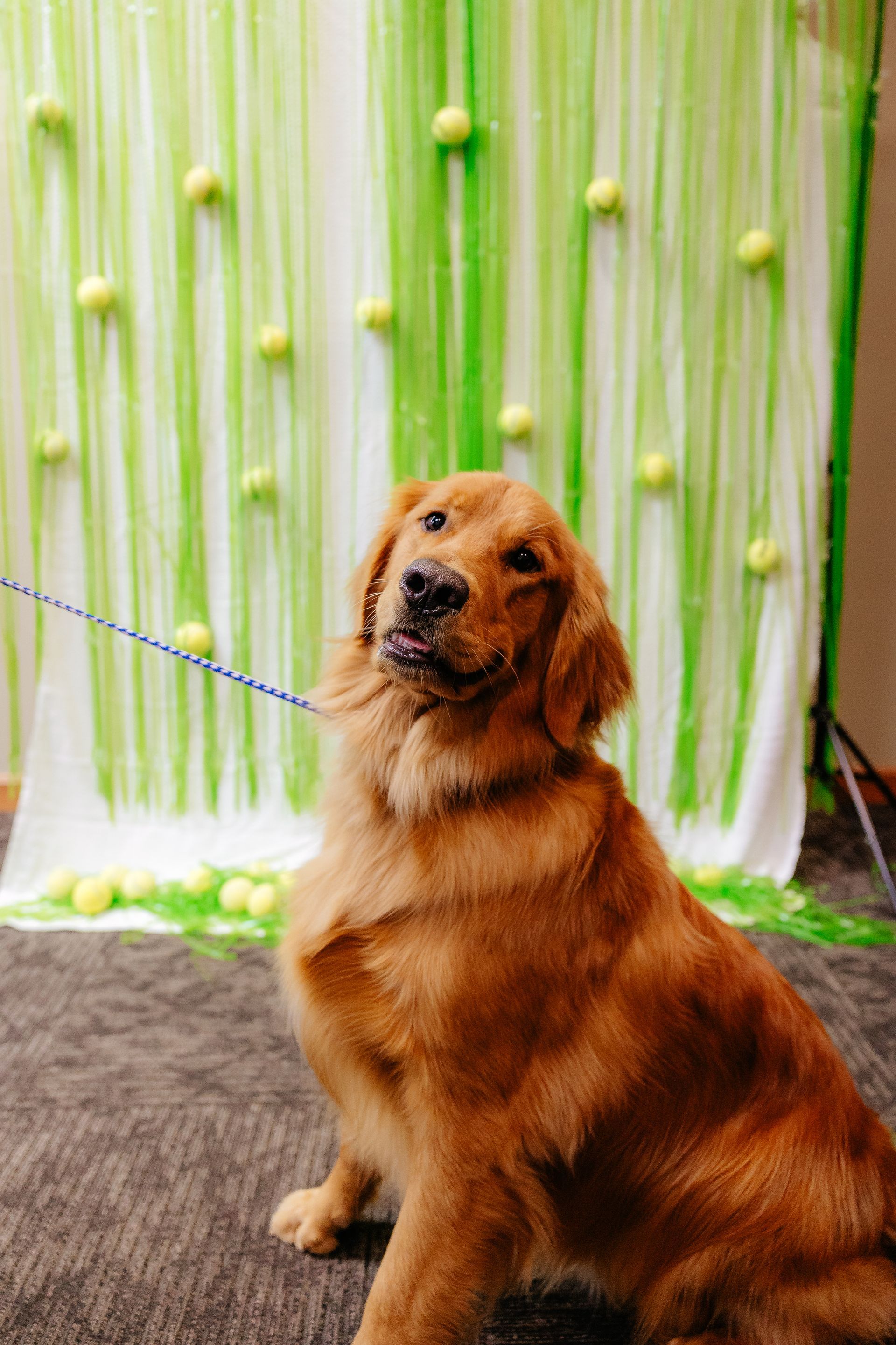 Golden retriever dog sits in front of a backdrop with tennis balls, looking upward with a curious expression.