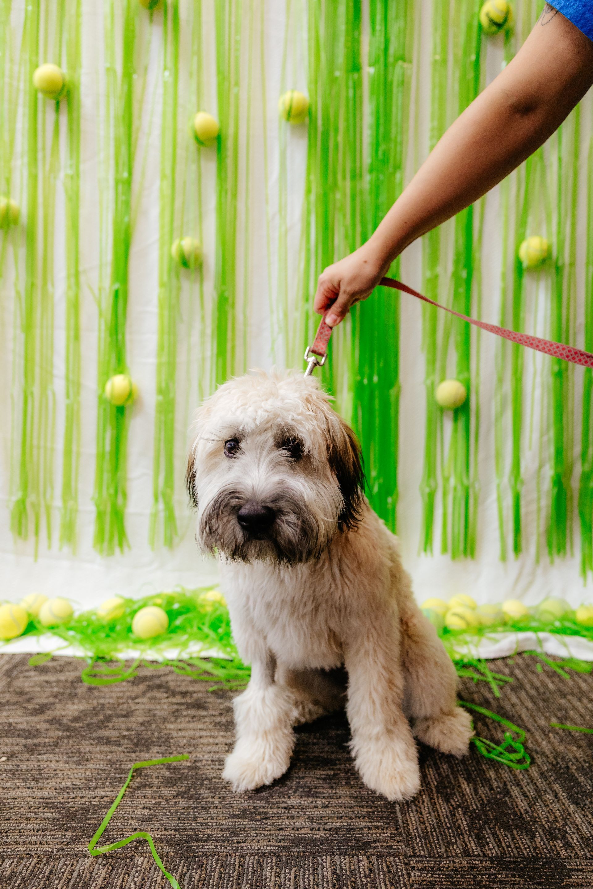 A Wheaten Terrier sits patiently on a textured floor, held on a leash by a person. Green and yellow decorations form a backdrop.