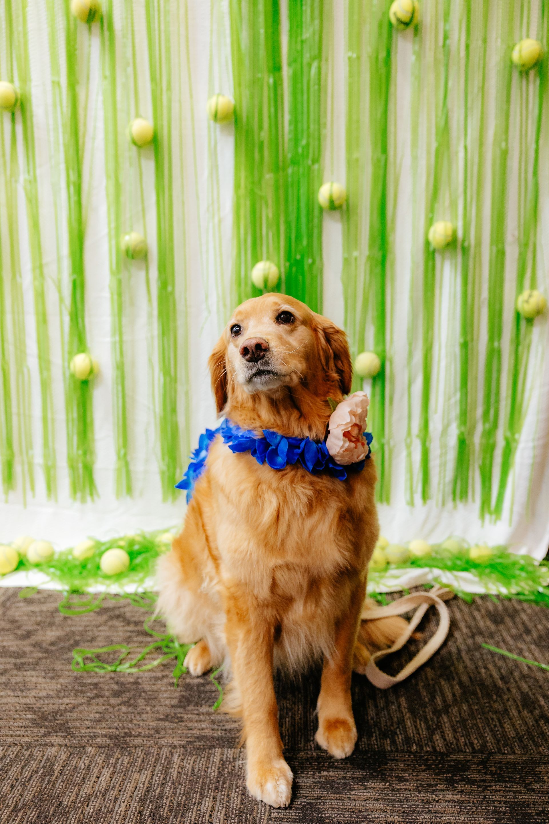 Golden Retriever with blue lei and raised paw, posing in front of a green, tennis ball-decorated backdrop.