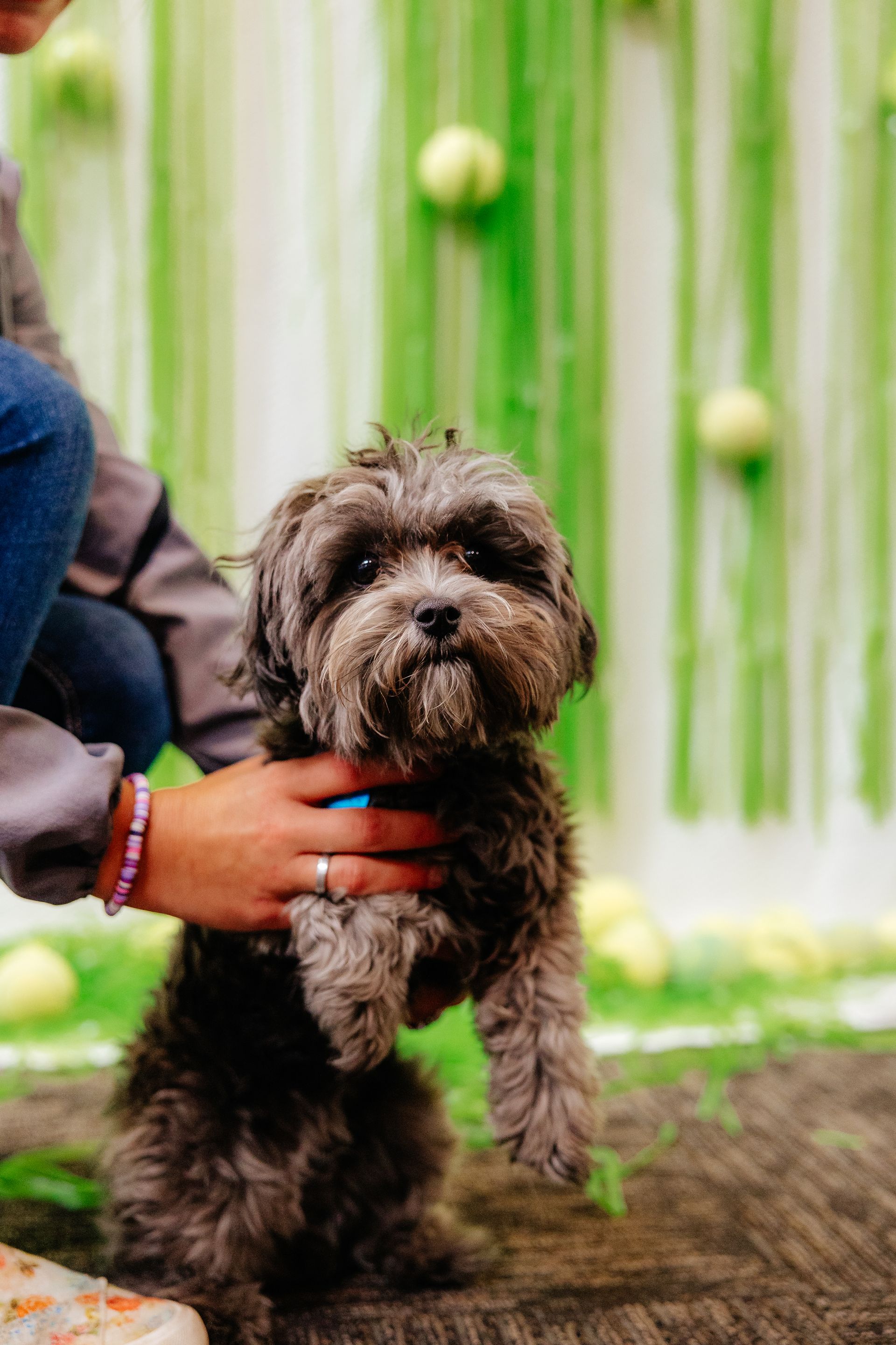 A small, fluffy grey dog being held by a person; set against a green background with tennis balls.
