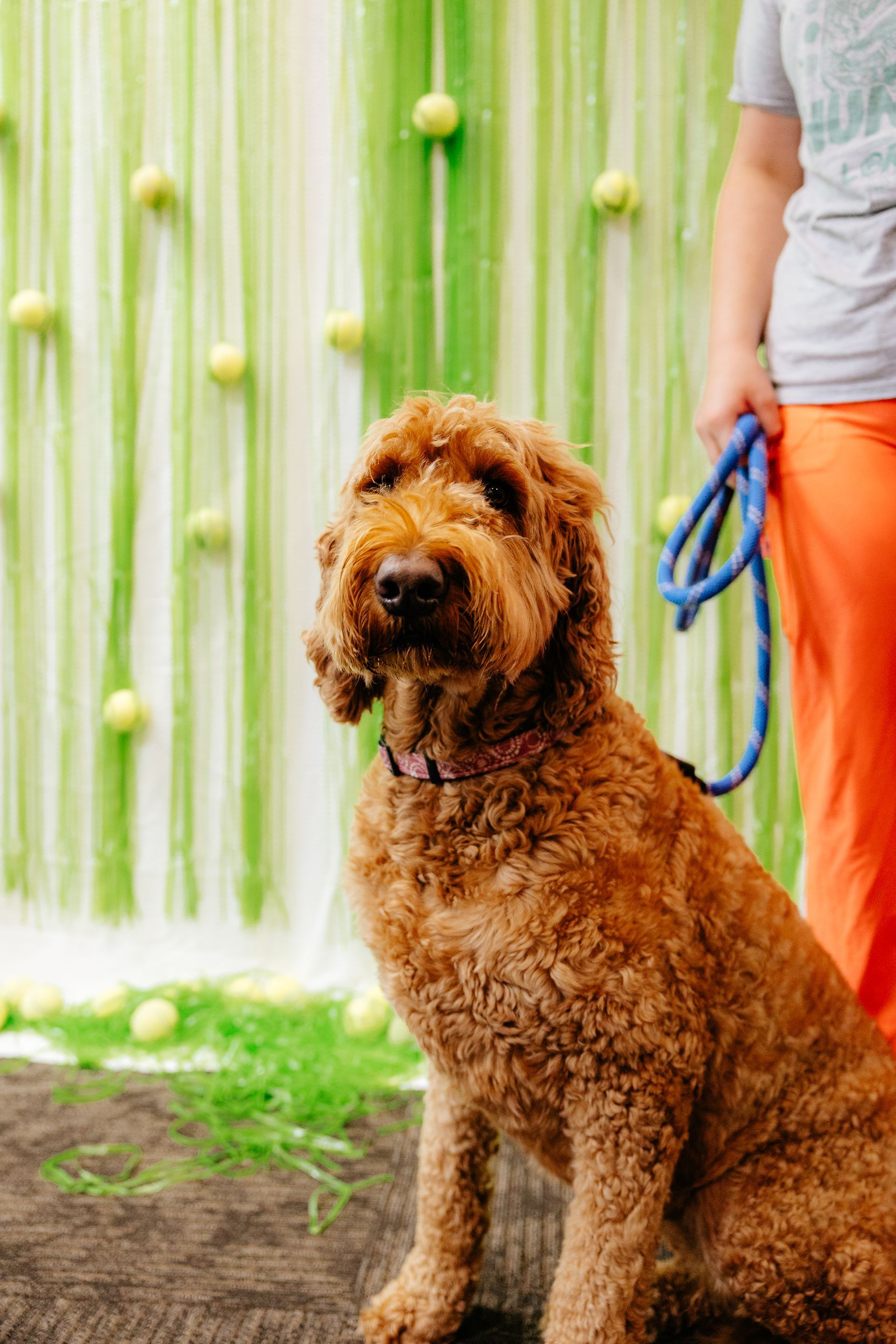 A fluffy, brown Goldendoodle sits patiently on a wooden surface, held by a person in orange pants, with a green apple backdrop.