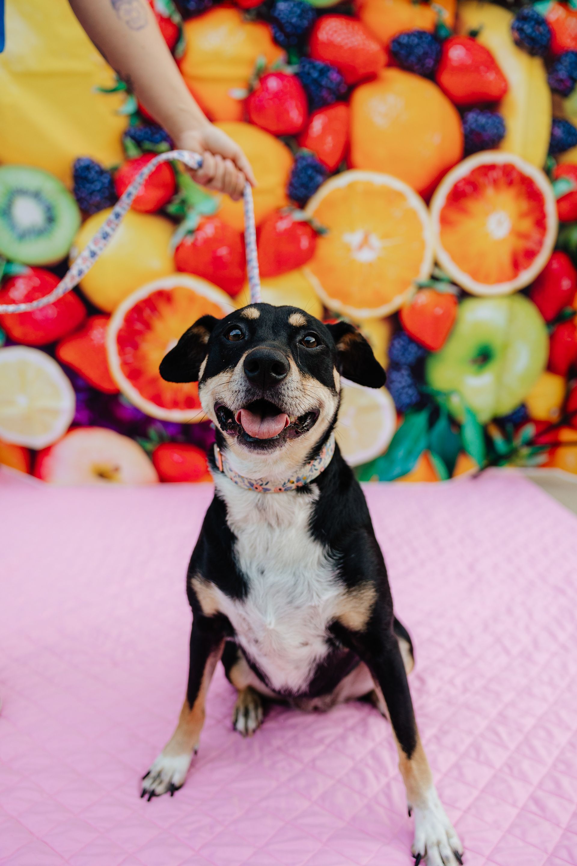 Black and white dog sitting on a pink blanket, held on a leash against a backdrop of fruit. The dog smiles.