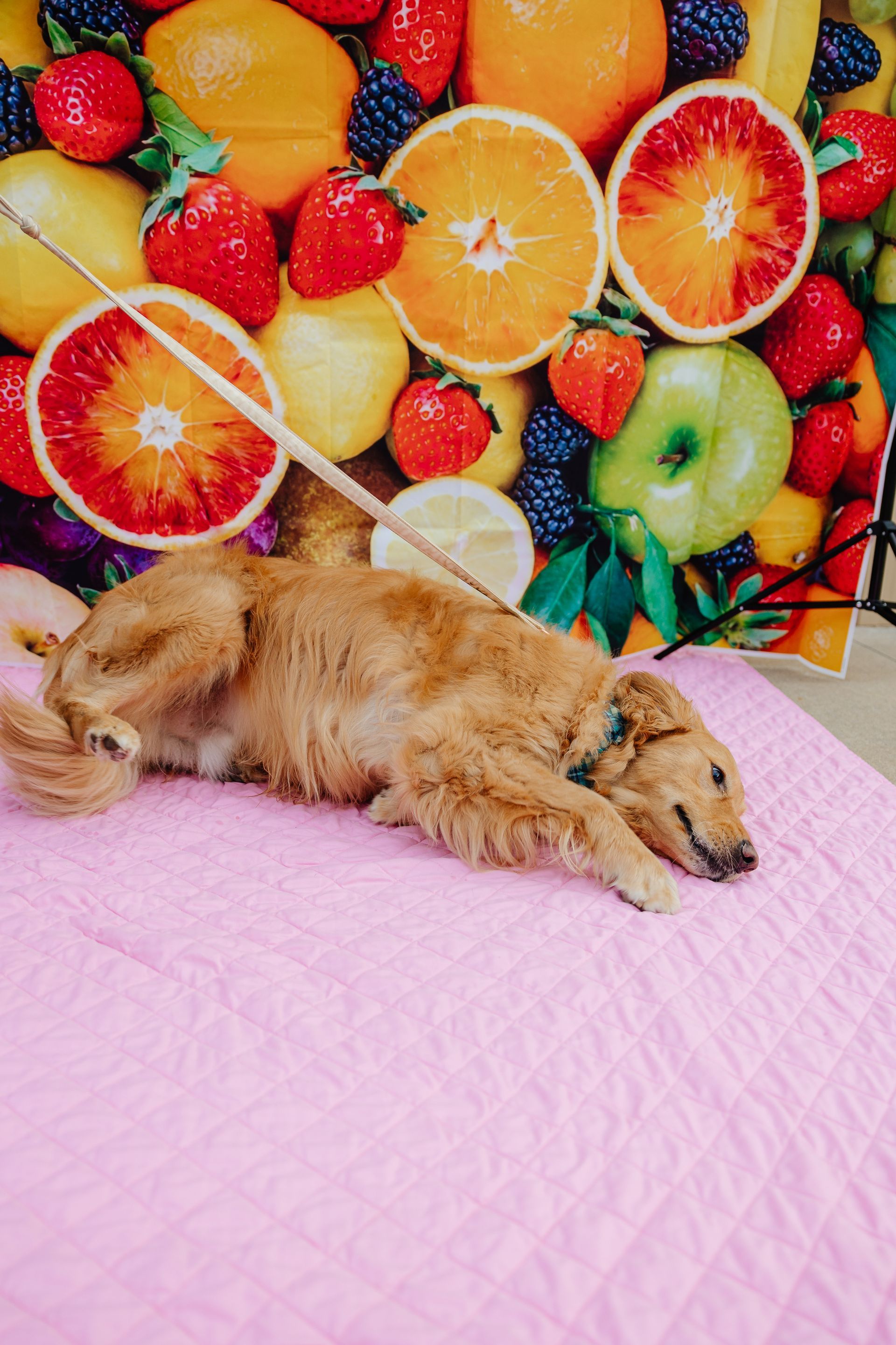 Golden retriever dog lying on a pink blanket in front of a colorful fruit backdrop.