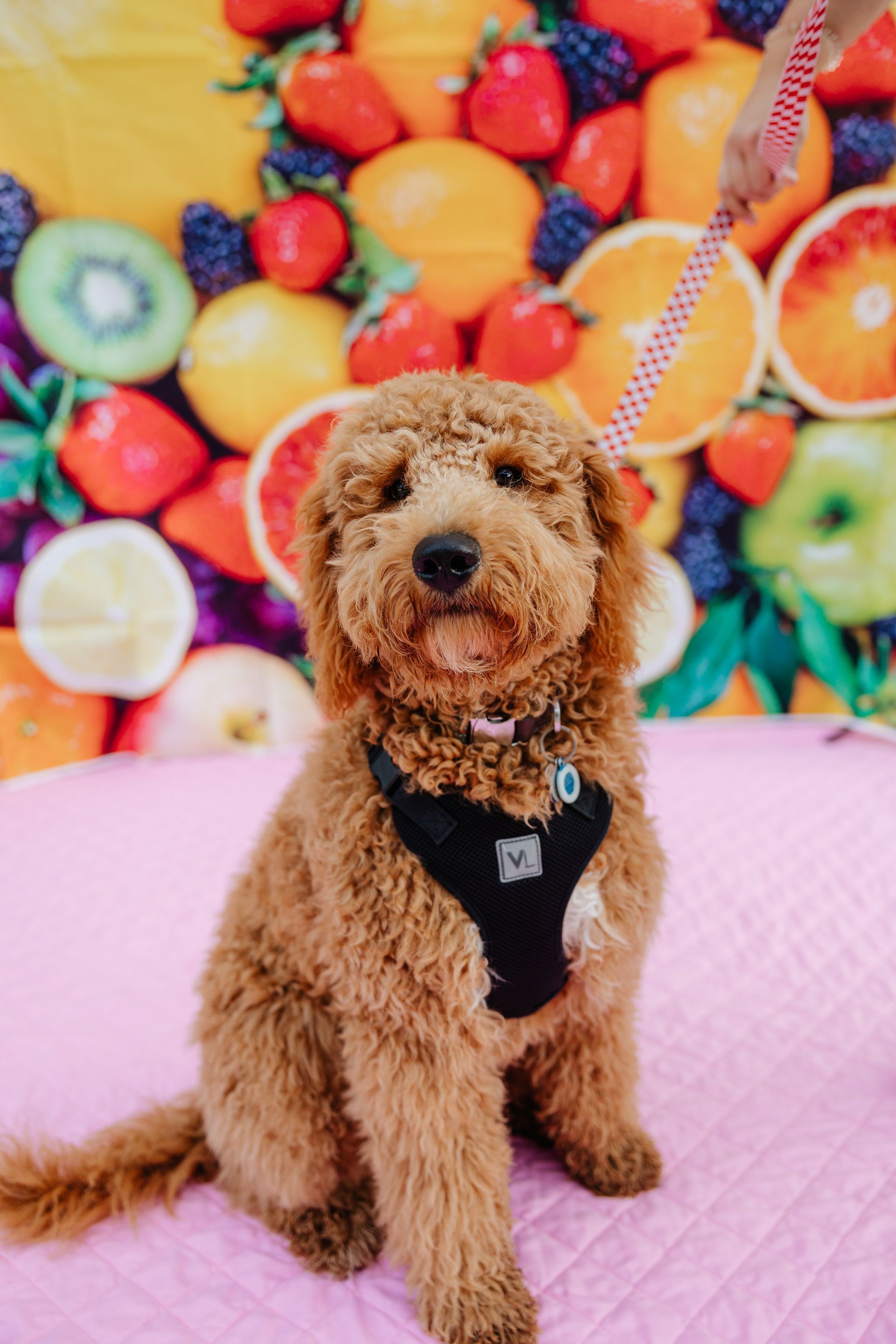 A fluffy, brown Goldendoodle puppy sits on pink fabric, looking at the camera with a fruit-themed backdrop. It wears a black harness.