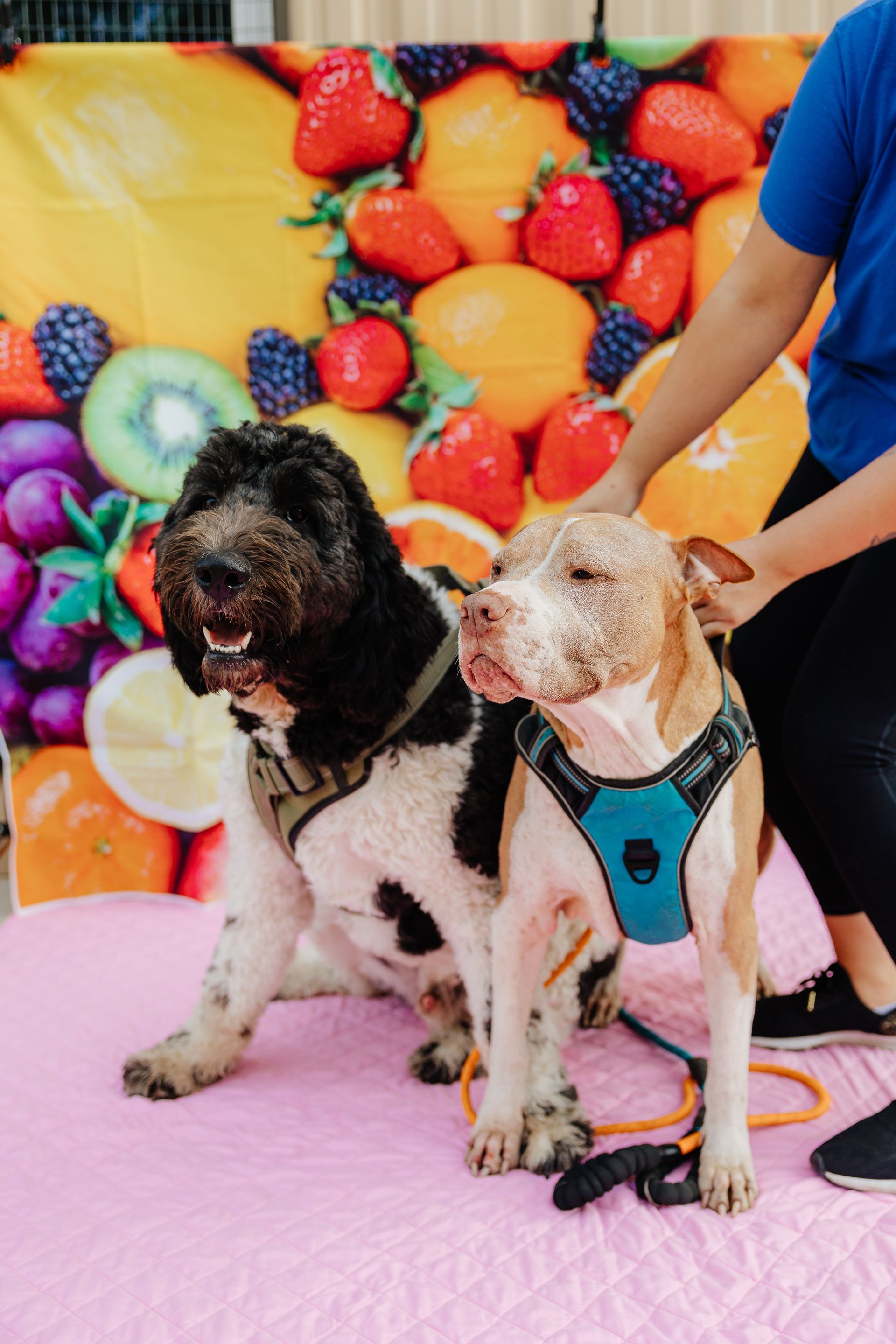 Two dogs sit on a pink surface in front of a fruit-themed backdrop. A person holds one dog's harness.