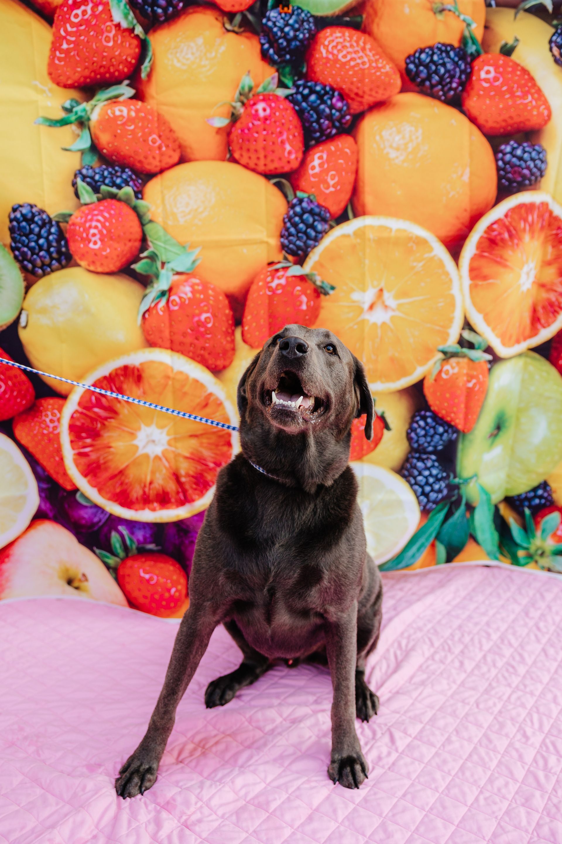 A brown dog sits happily on a pink blanket in front of a colorful fruit-themed backdrop.