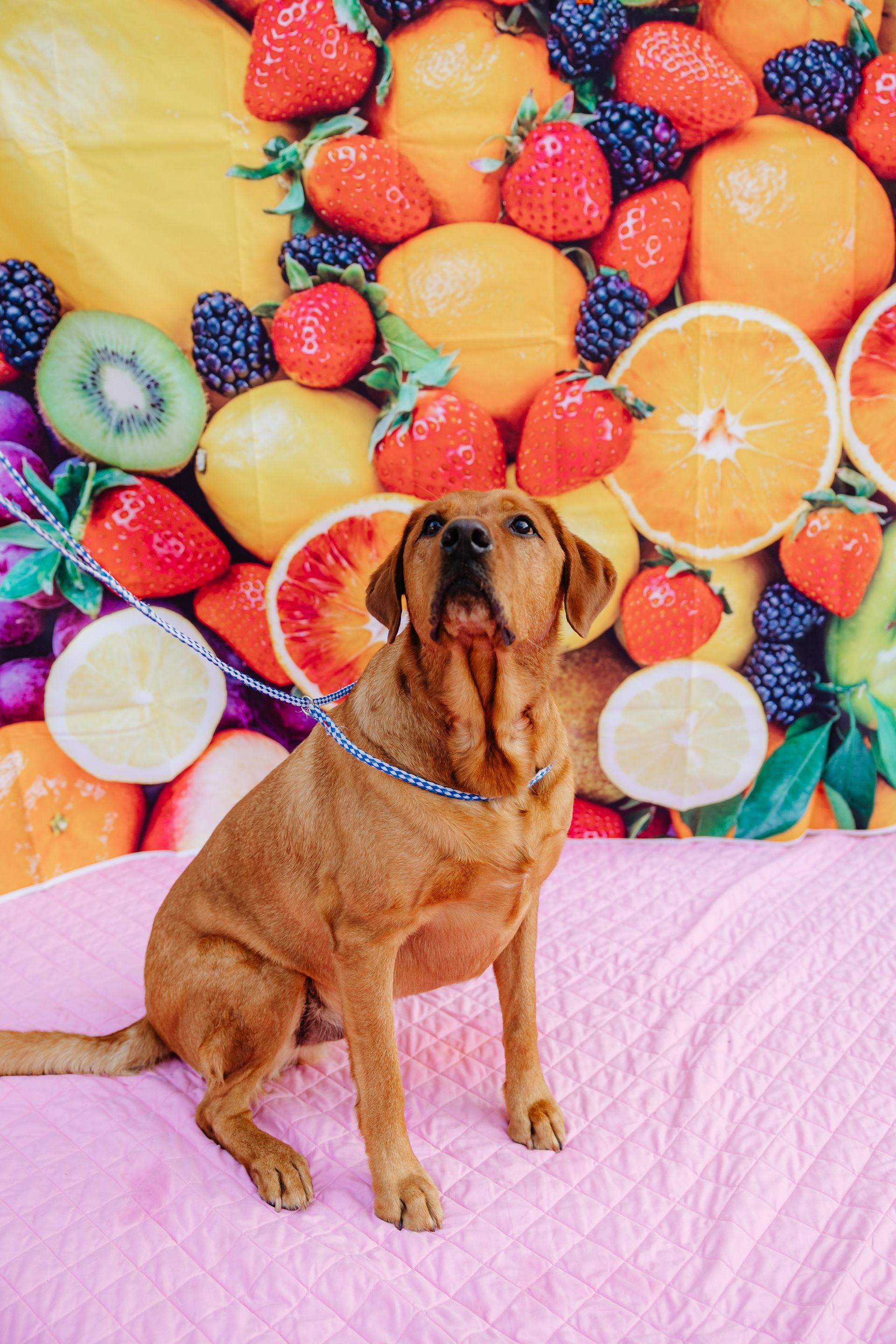 A brown Labrador Retriever sits on a pink blanket in front of a fruit-themed backdrop, looking upwards with a focused expression.