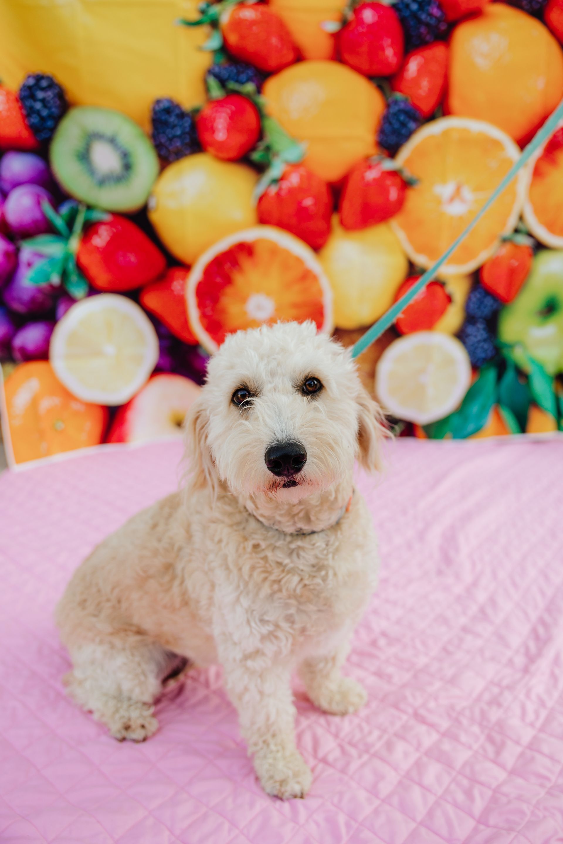 A small, tan fluffy dog sits on a pink surface, looking at the camera. A colorful fruit backdrop is behind the dog.