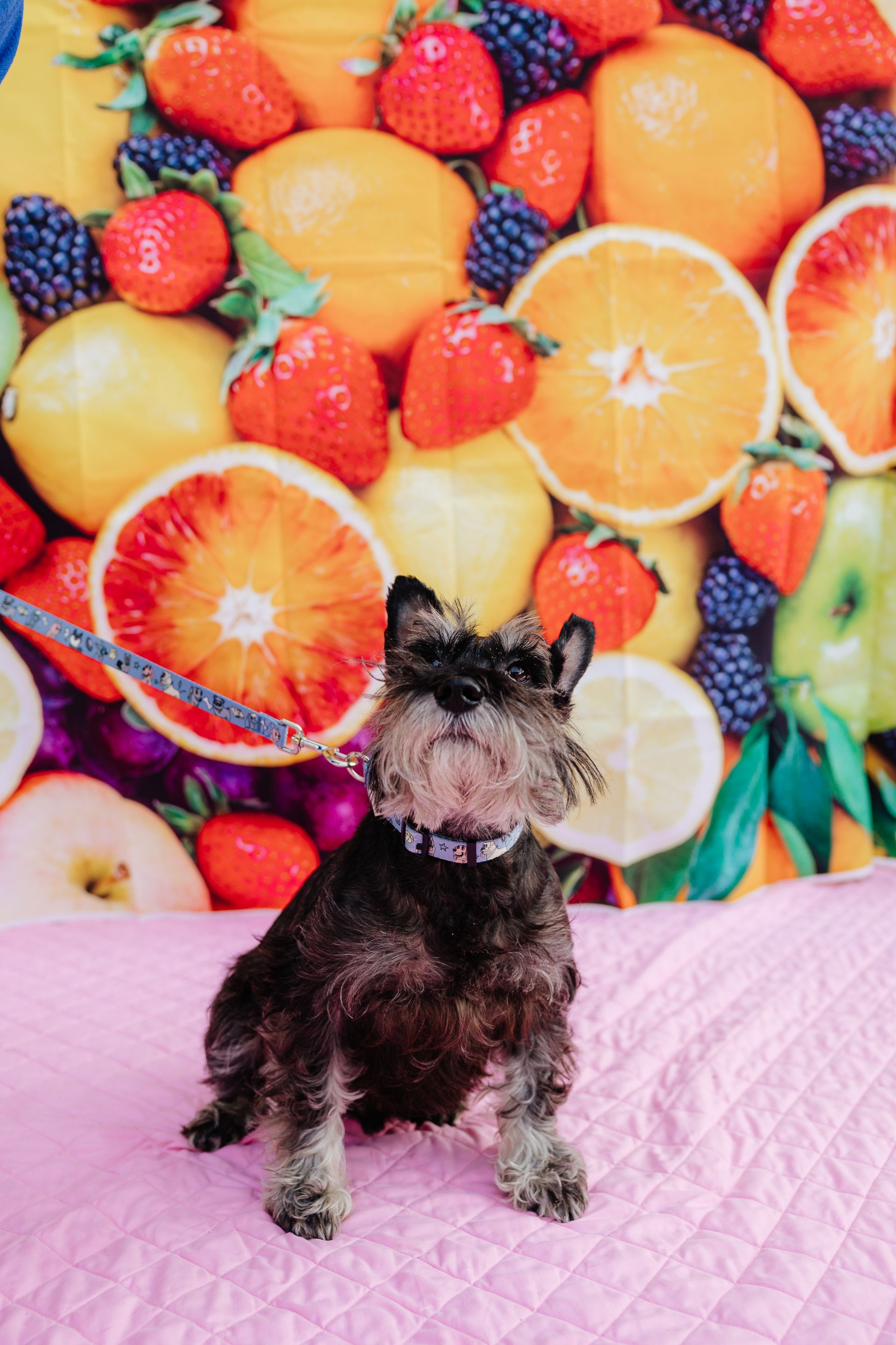 A small, dark-haired dog sits on a pink surface in front of a backdrop of colorful fruit. The dog wears a white collar.