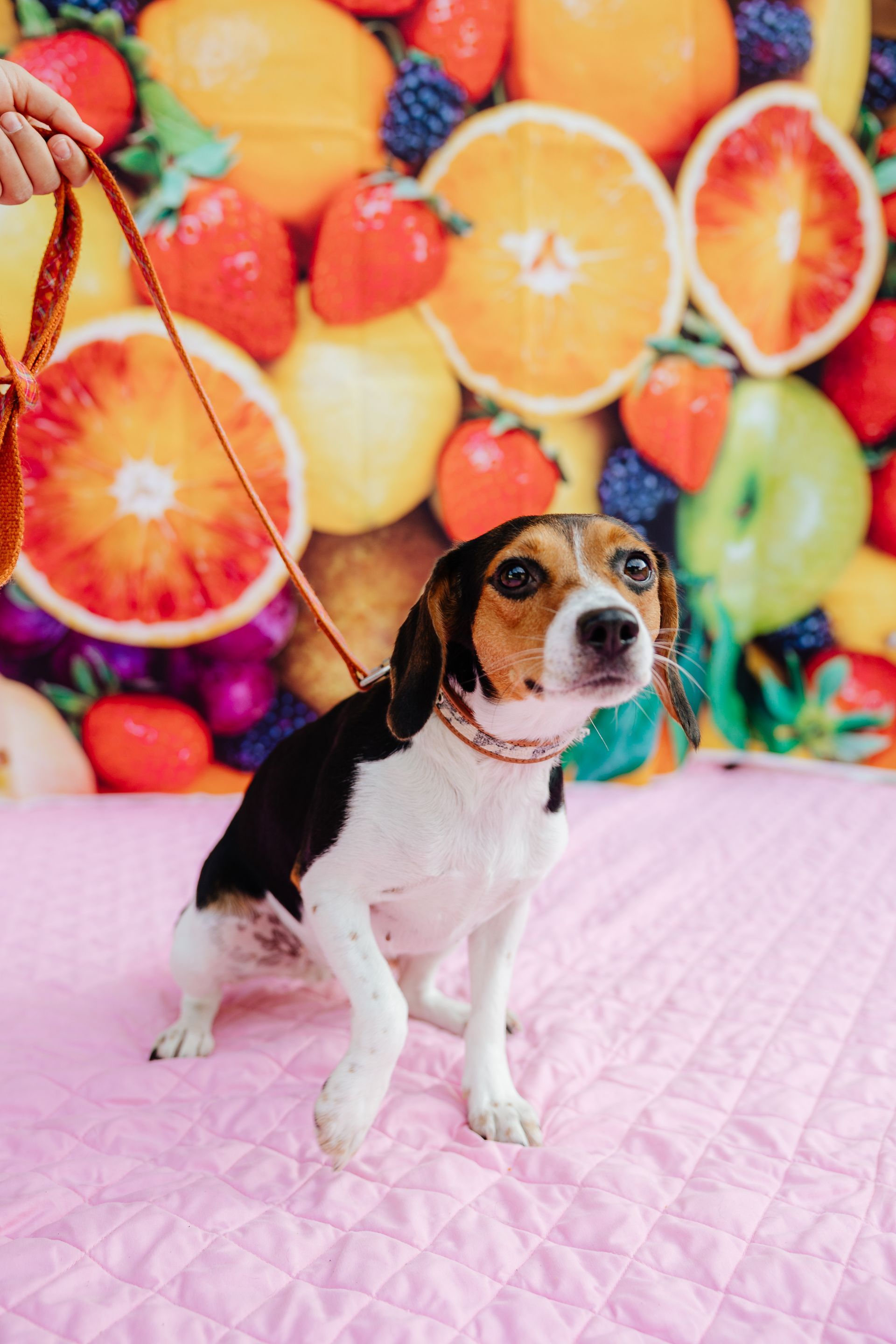 A tri-color beagle on a pink blanket, held by a leash against a backdrop of fruit. The dog looks alert with a slight head tilt.