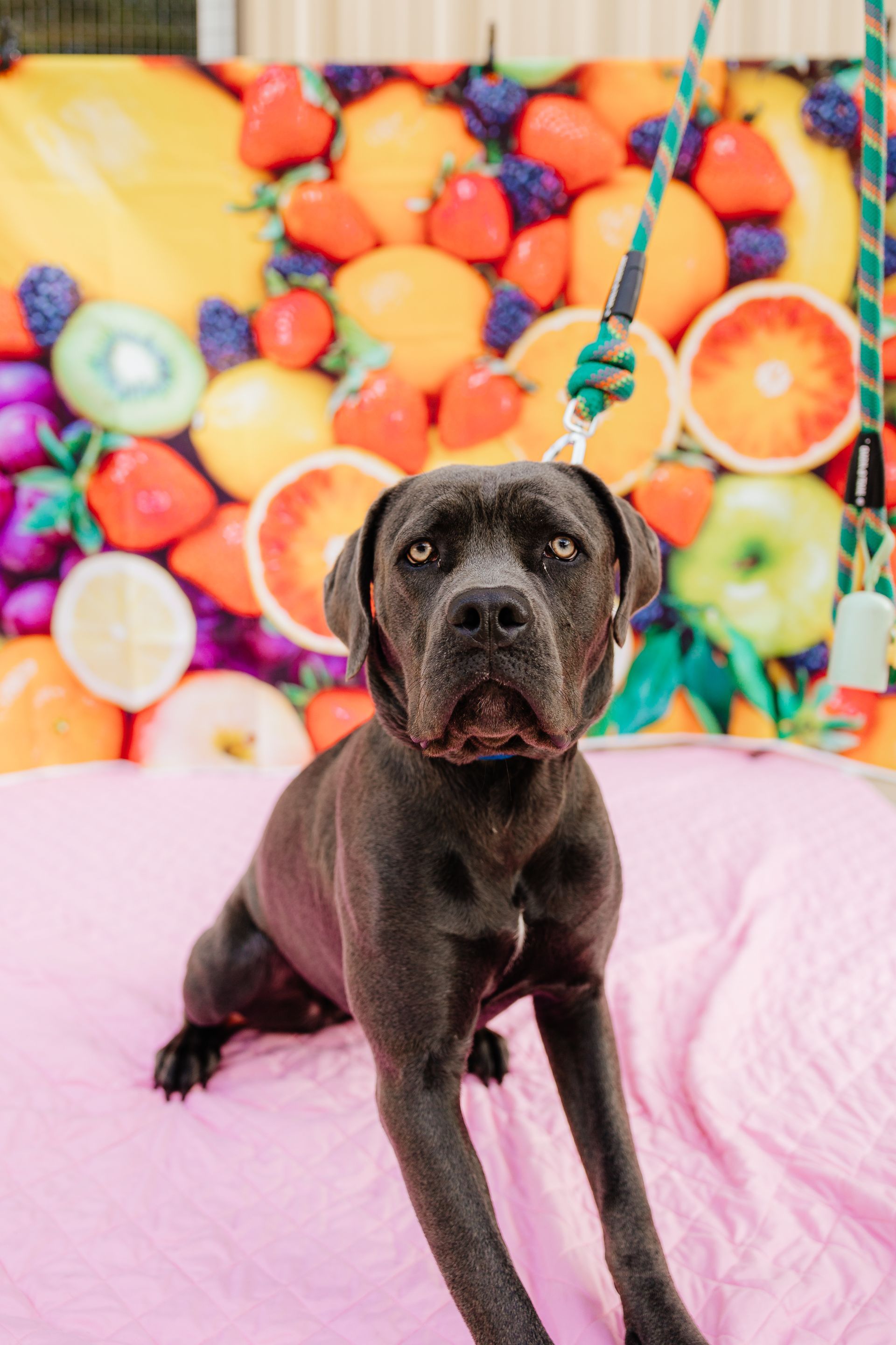 Gray dog with a serious expression, sitting on a pink surface in front of a colorful fruit backdrop, held by a green leash.
