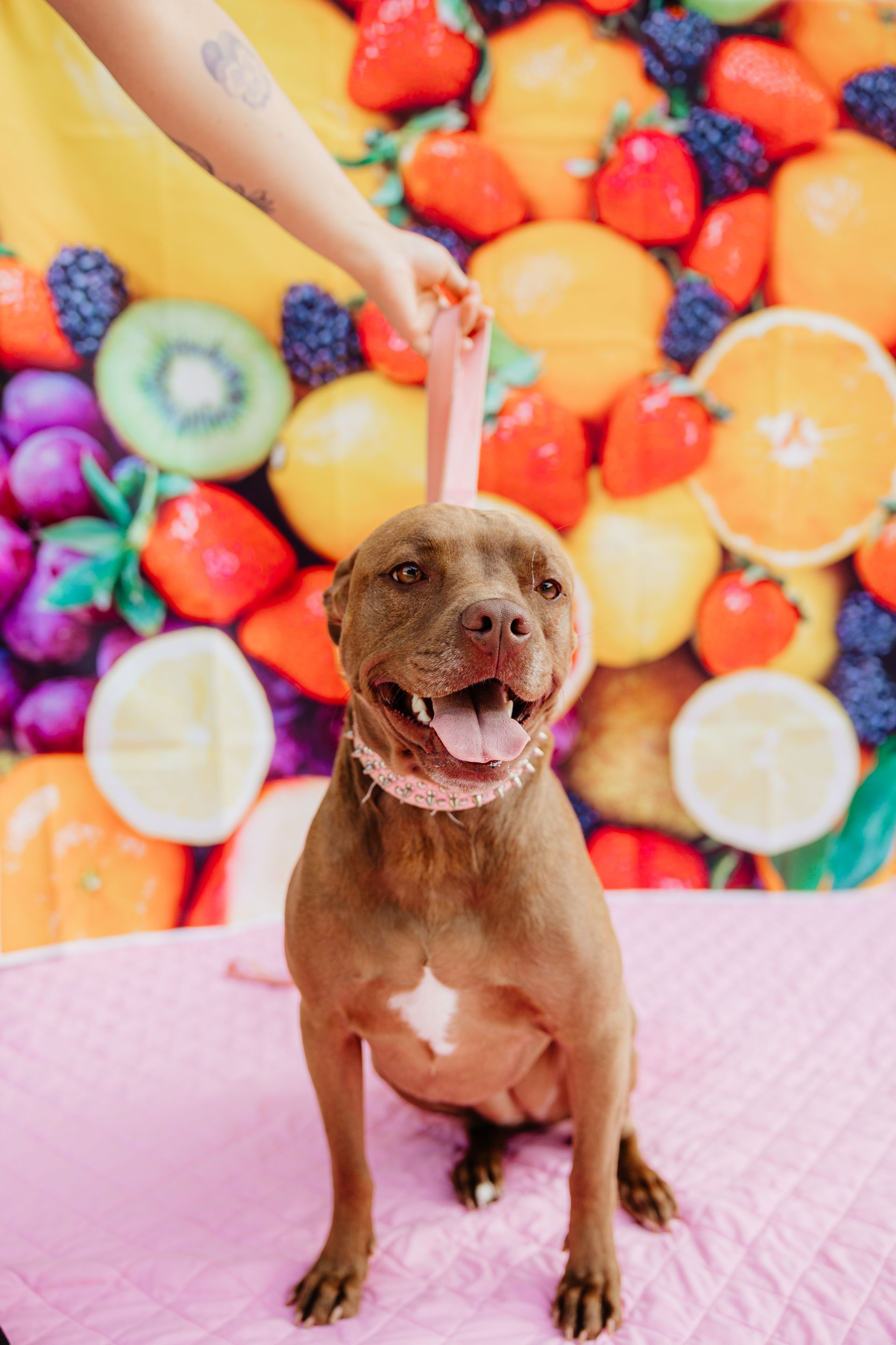 Brown pit bull with a pink collar and leash, sits on a pink surface. A hand holds the leash in front of a colorful fruit background.