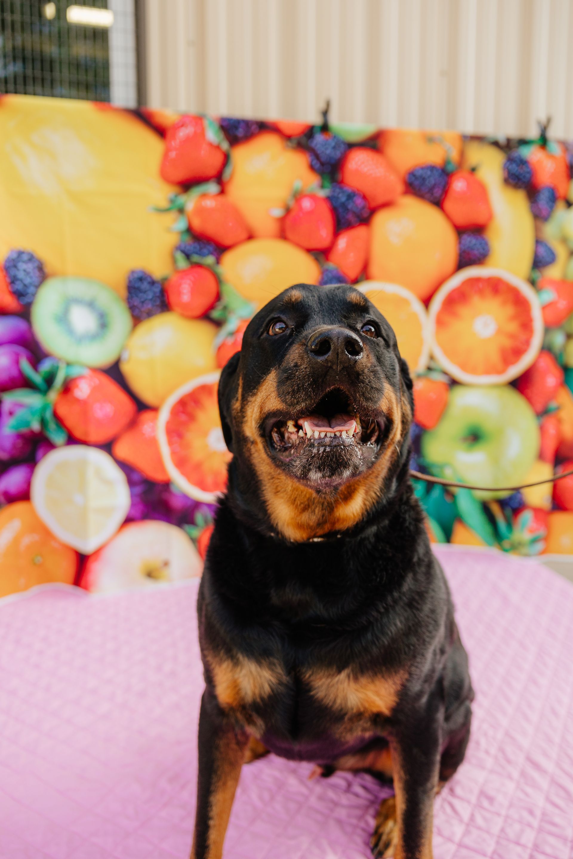Rottweiler with a happy expression sits in front of a colorful fruit backdrop, looking toward the camera.