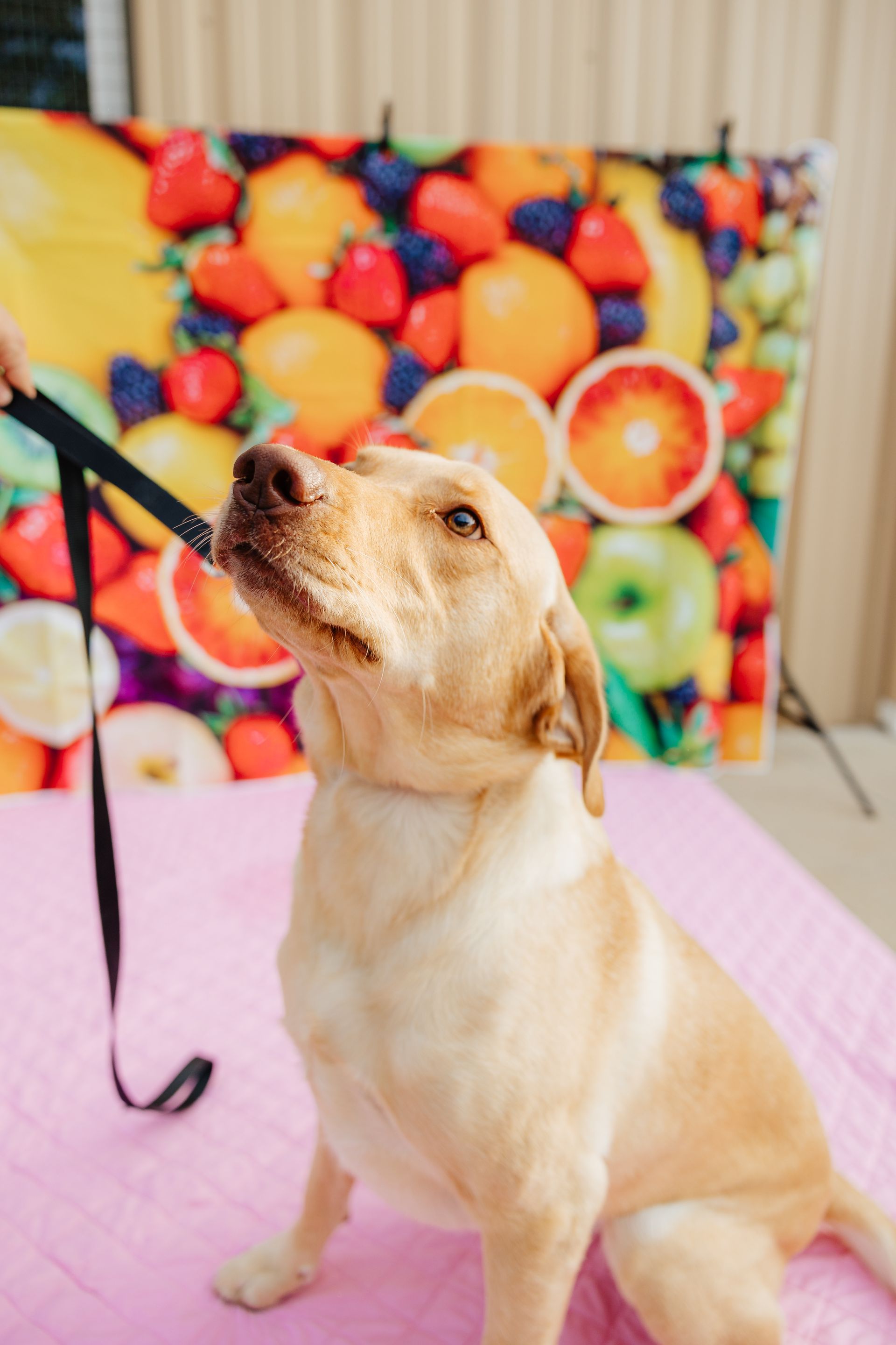 Yellow Labrador retriever looking up, held by a black leash, on a pink surface with a colorful fruit backdrop.
