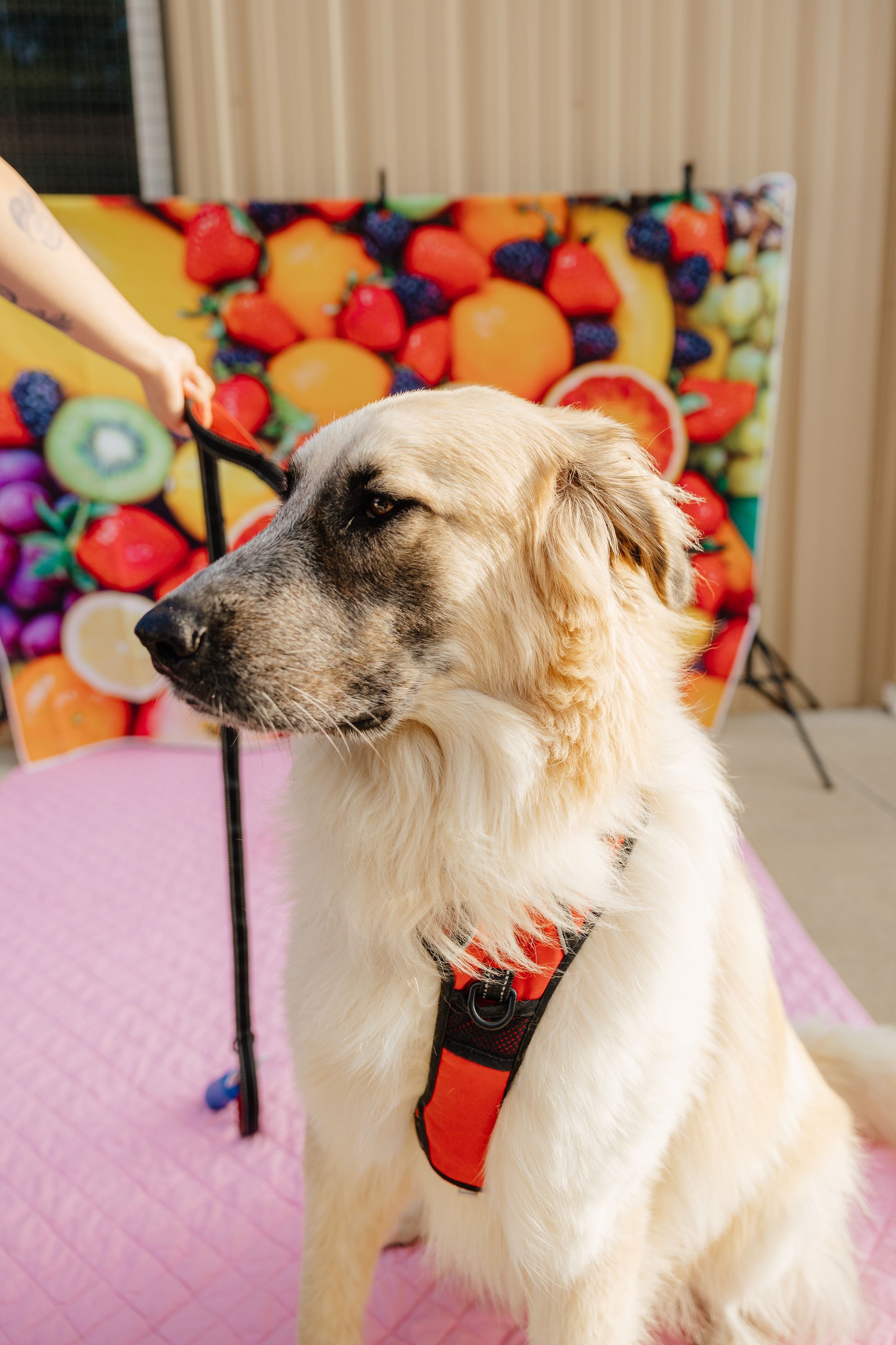 A golden dog wearing a red harness sits in front of a colorful fruit backdrop, held by a person's hand.