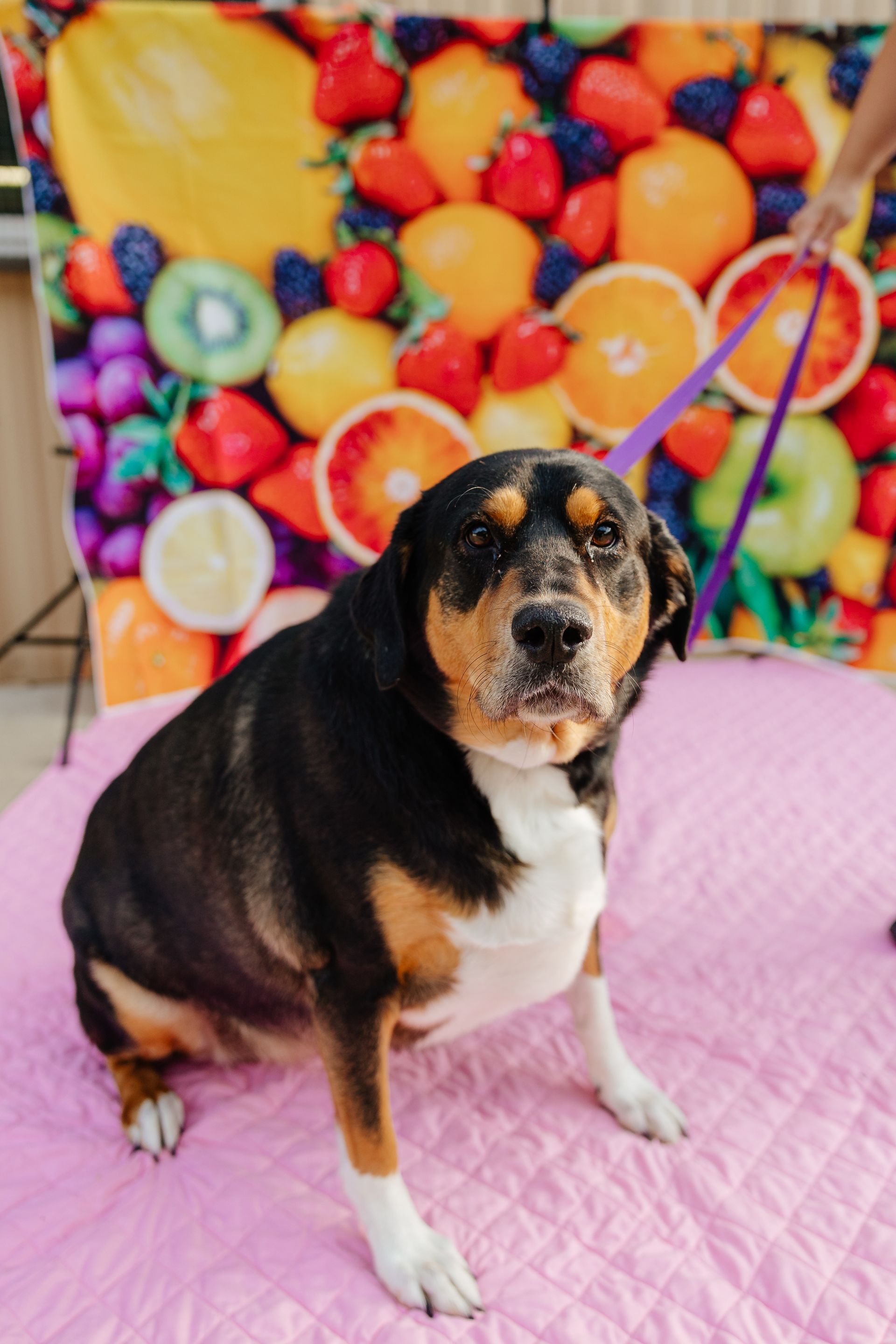 A medium-sized dog with black, brown, and white fur sits on a pink mat in front of a fruit backdrop. The dog looks directly at the viewer.
