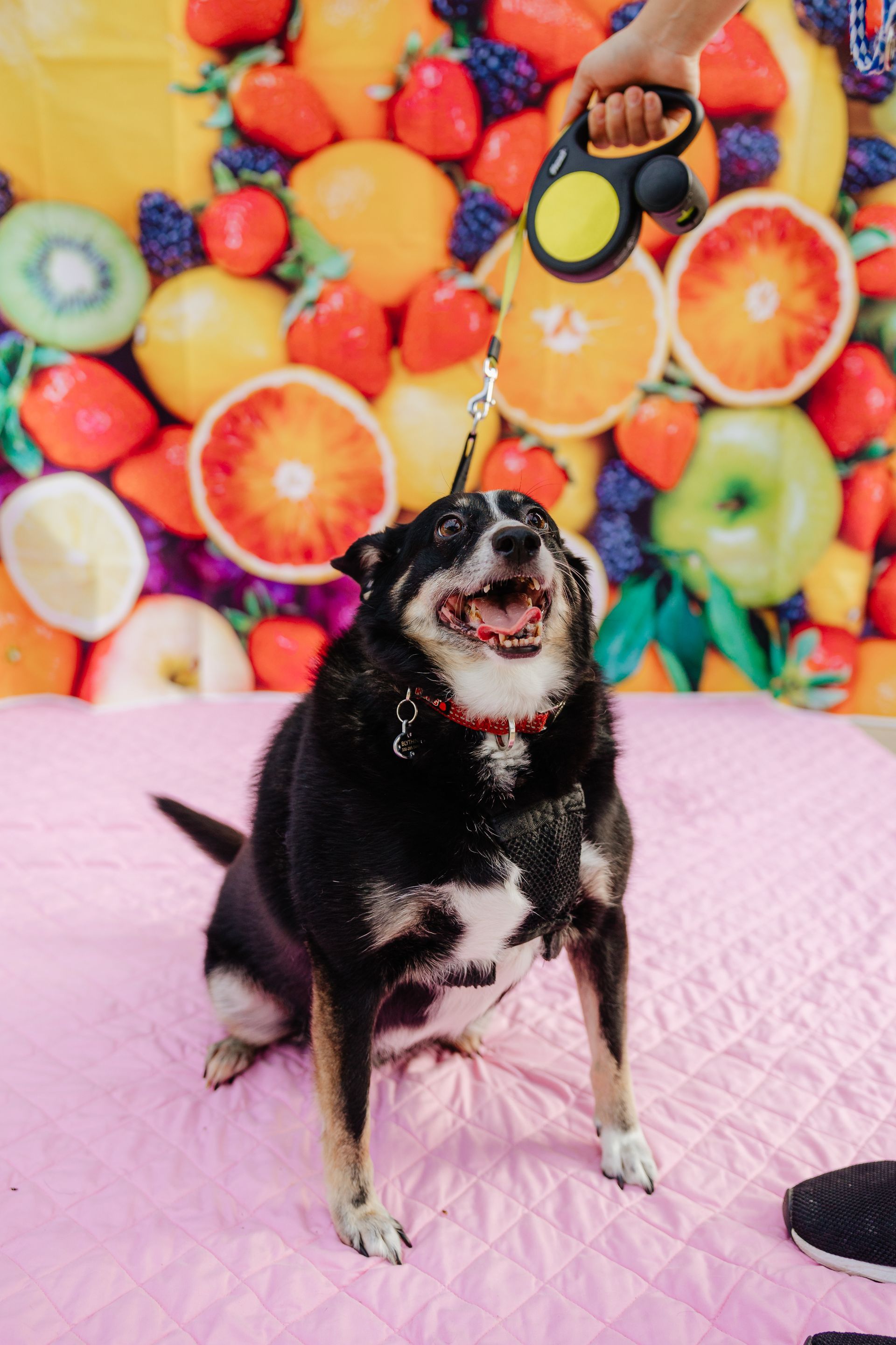 A black and white dog sits happily on a pink blanket, held on a leash in front of a fruit-themed backdrop.
