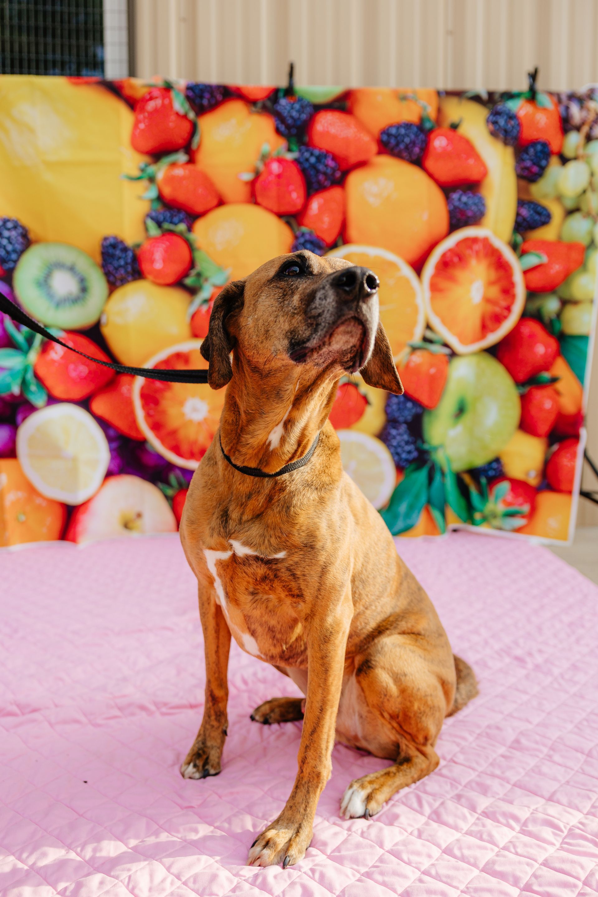 A brown and black brindle dog sits on a pink blanket, looking upwards, against a backdrop of fruit.