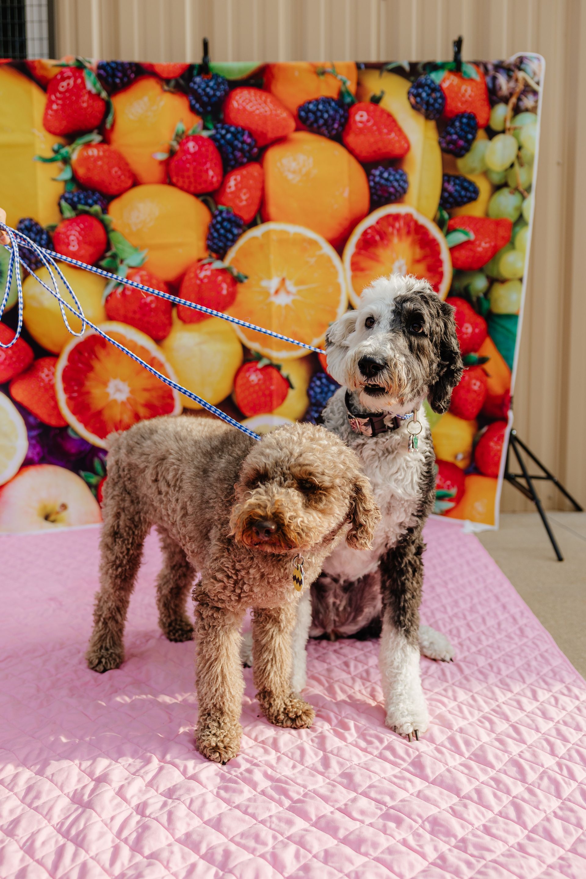 Two dogs posing in front of a fruit backdrop. One dog is brown and curly; the other is black and white. They are on a pink surface.