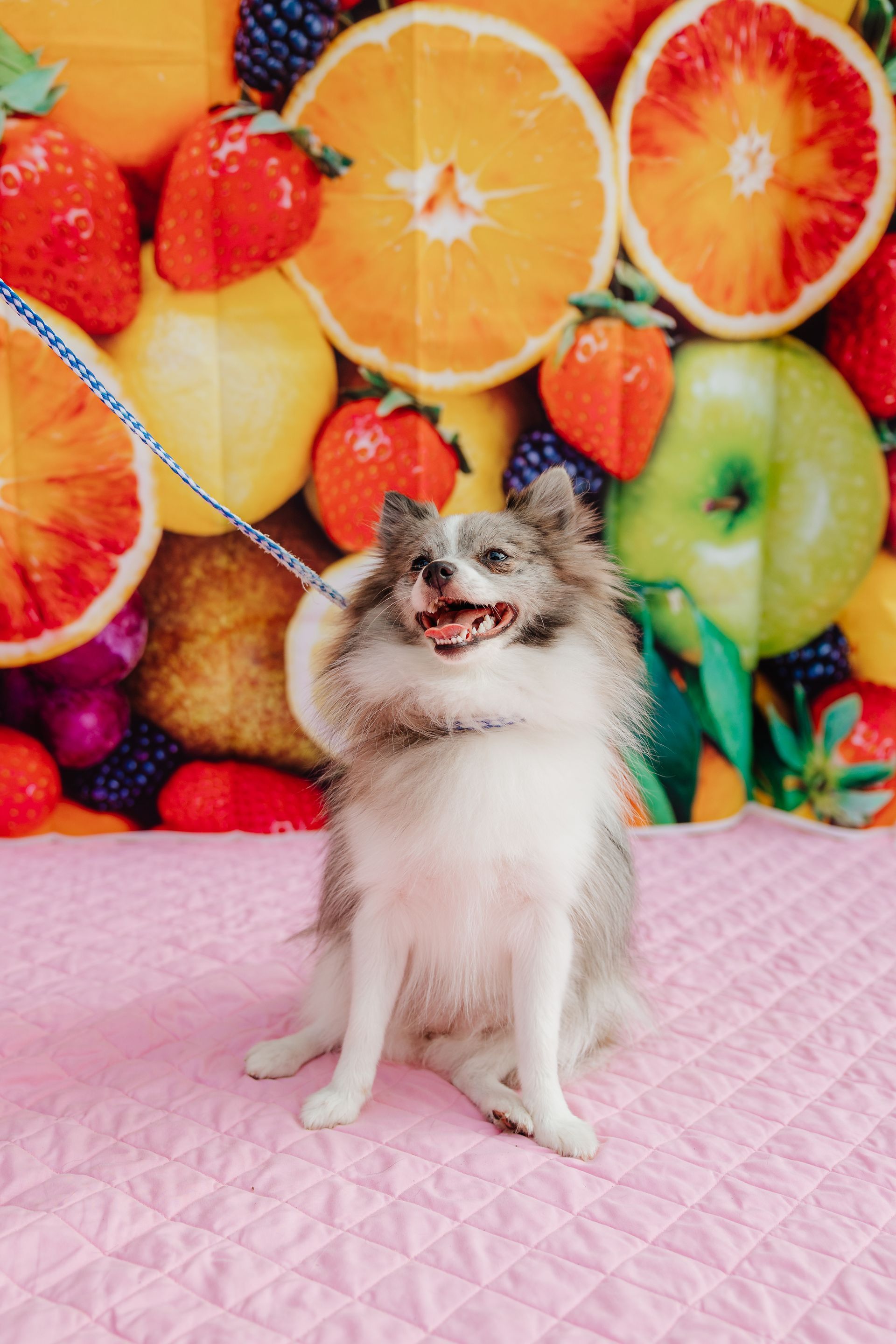 Fluffy gray and white dog on a pink surface with a fruit-filled backdrop, smiling with leash visible.