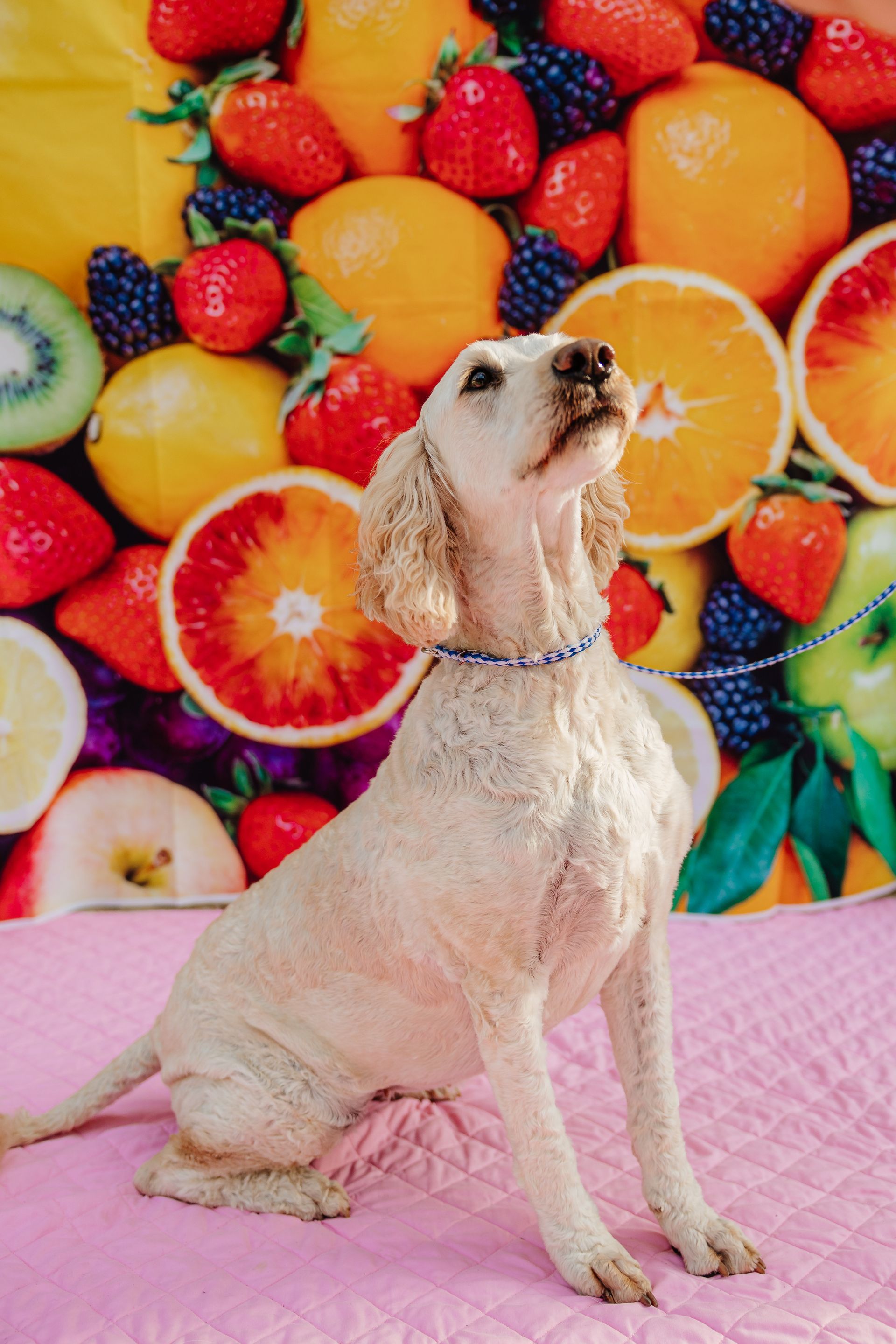A light-colored poodle sits, gazing upward against a vibrant backdrop of fruit. It wears a blue beaded collar and sits on a pink surface.