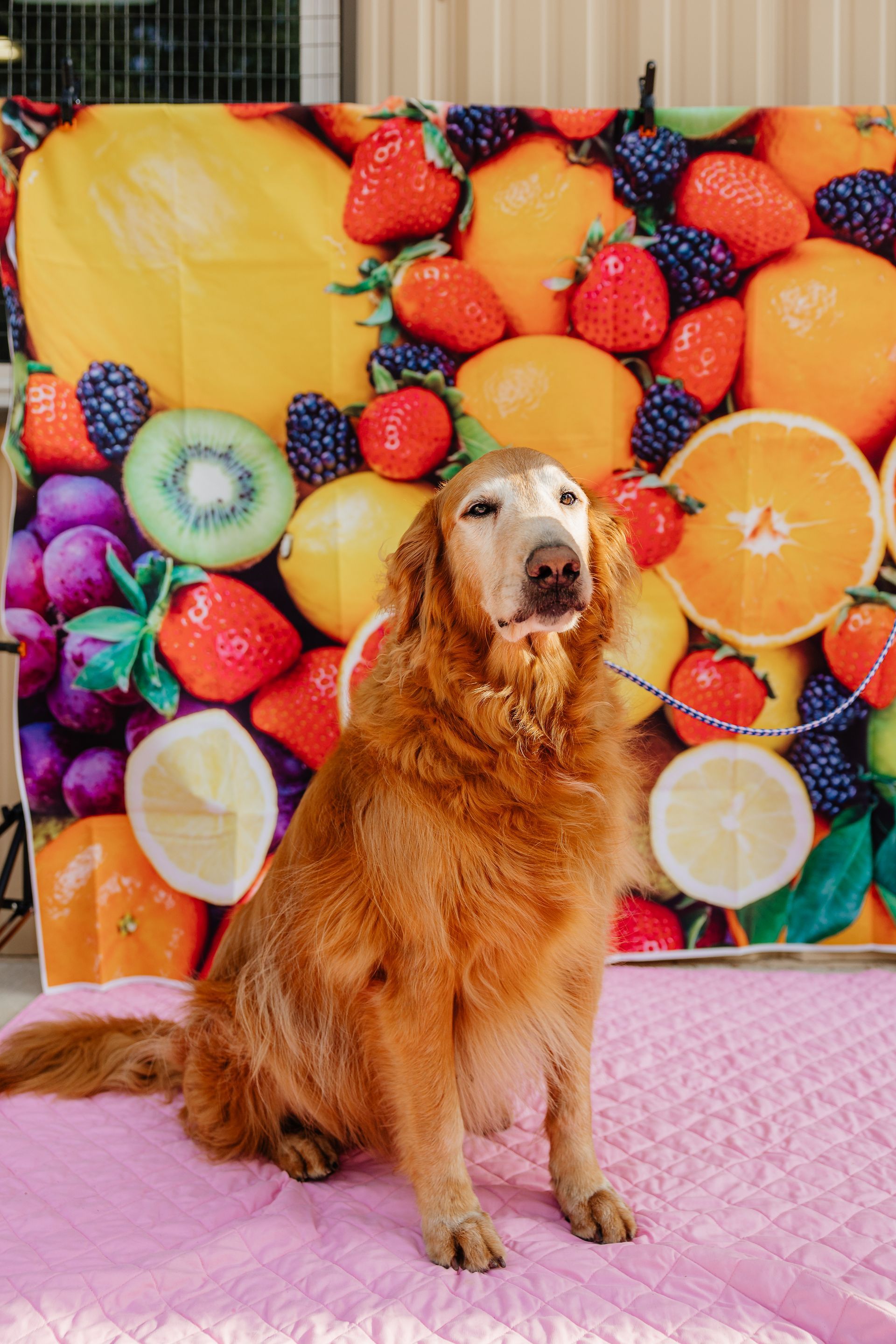 Golden retriever sitting in front of a fruit-themed backdrop. The dog has a sweet expression and is sitting on a pink surface.