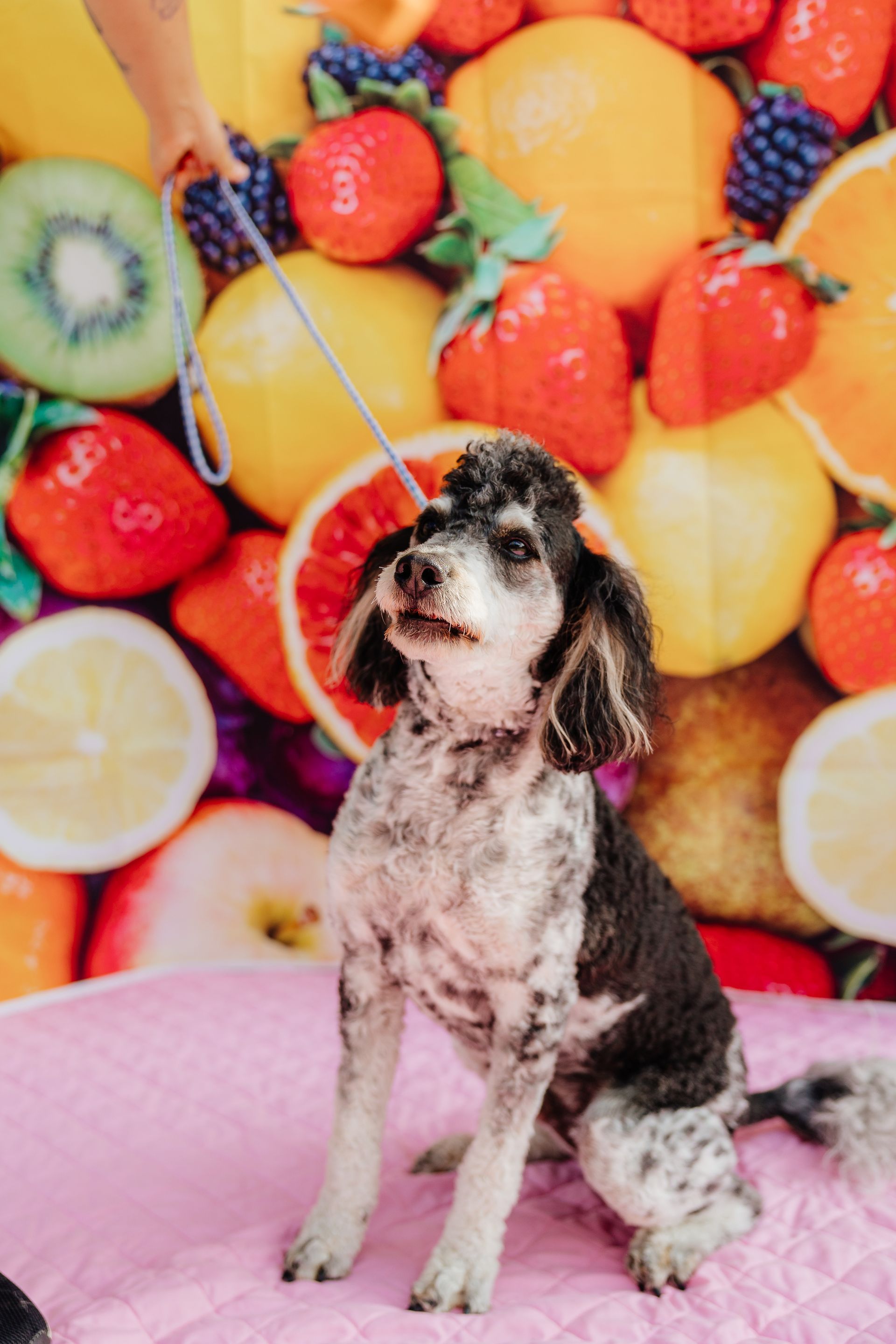 A small black and white poodle sits on a pink surface, looking up with a leash in front of a colorful fruit backdrop.